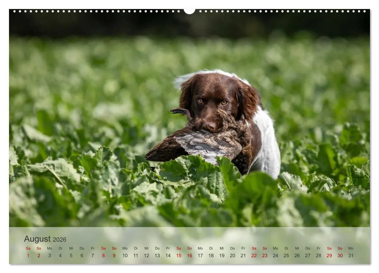 Bild: 9783457386316 | Treue Jagdgefährten Der kleine Münsterländer (Wandkalender 2026 DIN...