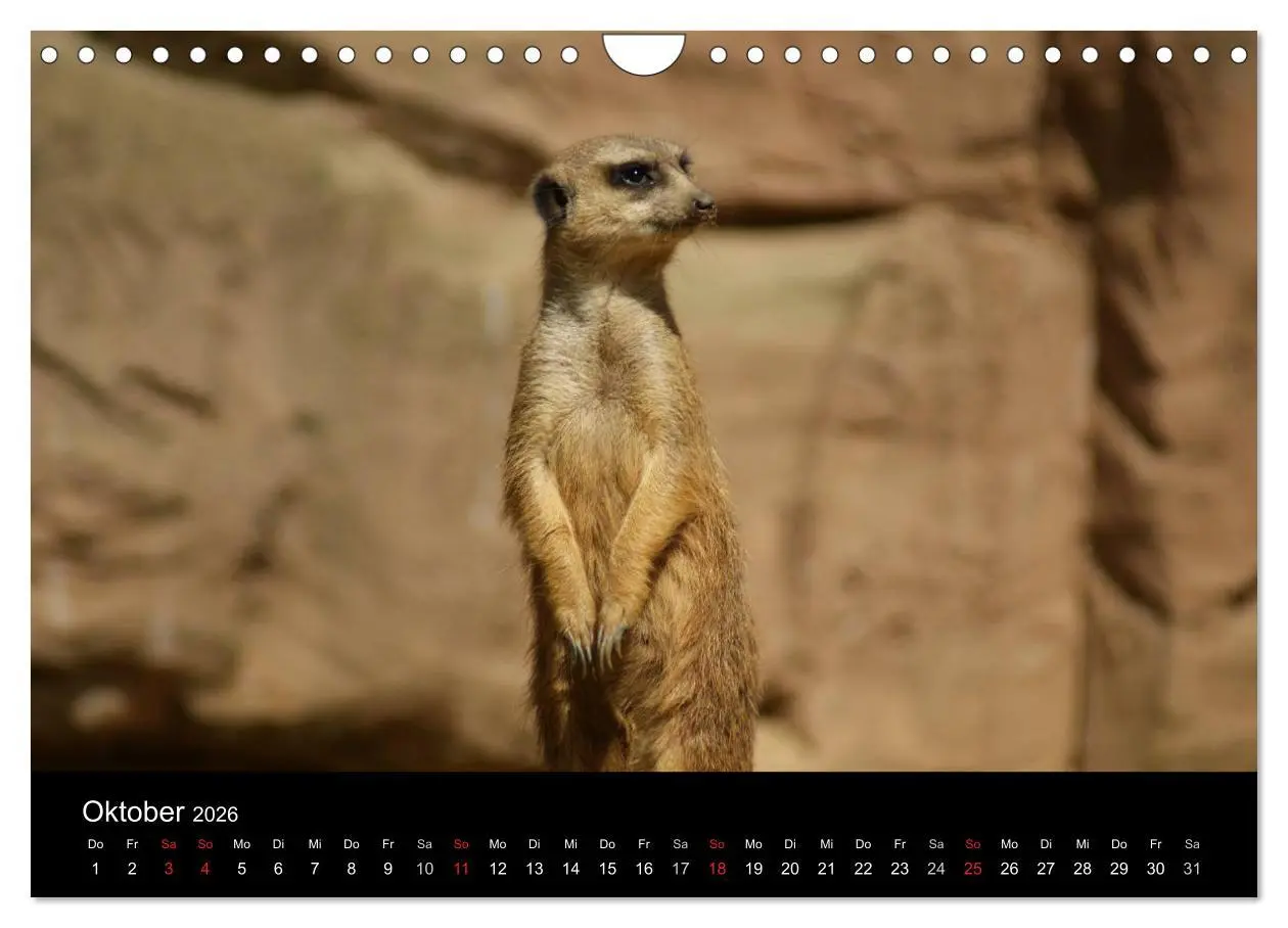 Bild: 9783516236316 | Erdmännchen - Zusammen sind wir stark (Wandkalender 2026 DIN A4...