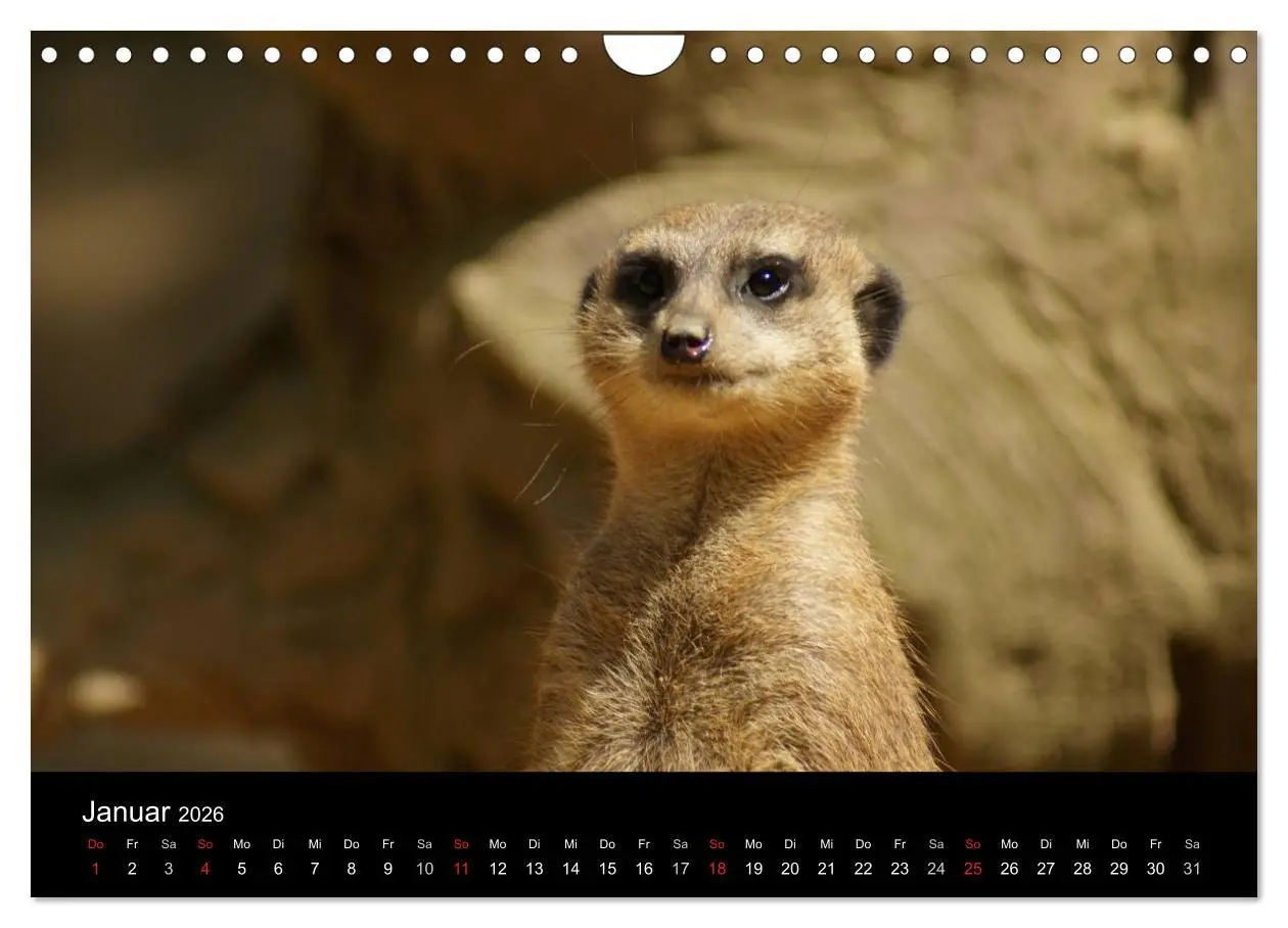 Bild: 9783516236316 | Erdmännchen - Zusammen sind wir stark (Wandkalender 2026 DIN A4...