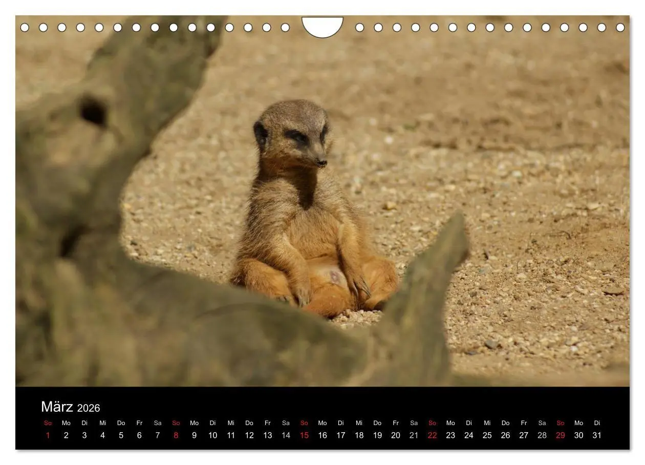 Bild: 9783516236316 | Erdmännchen - Zusammen sind wir stark (Wandkalender 2026 DIN A4...