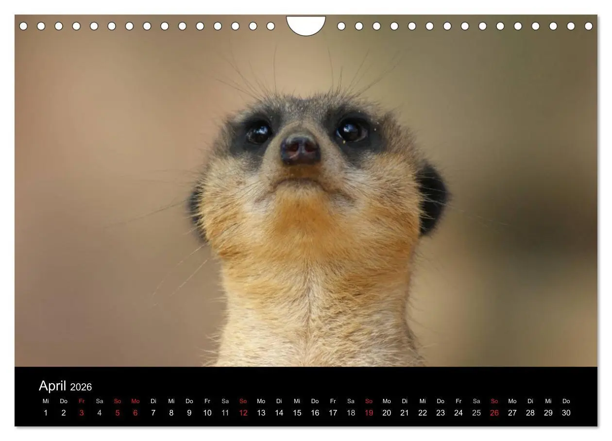 Bild: 9783516236316 | Erdmännchen - Zusammen sind wir stark (Wandkalender 2026 DIN A4...