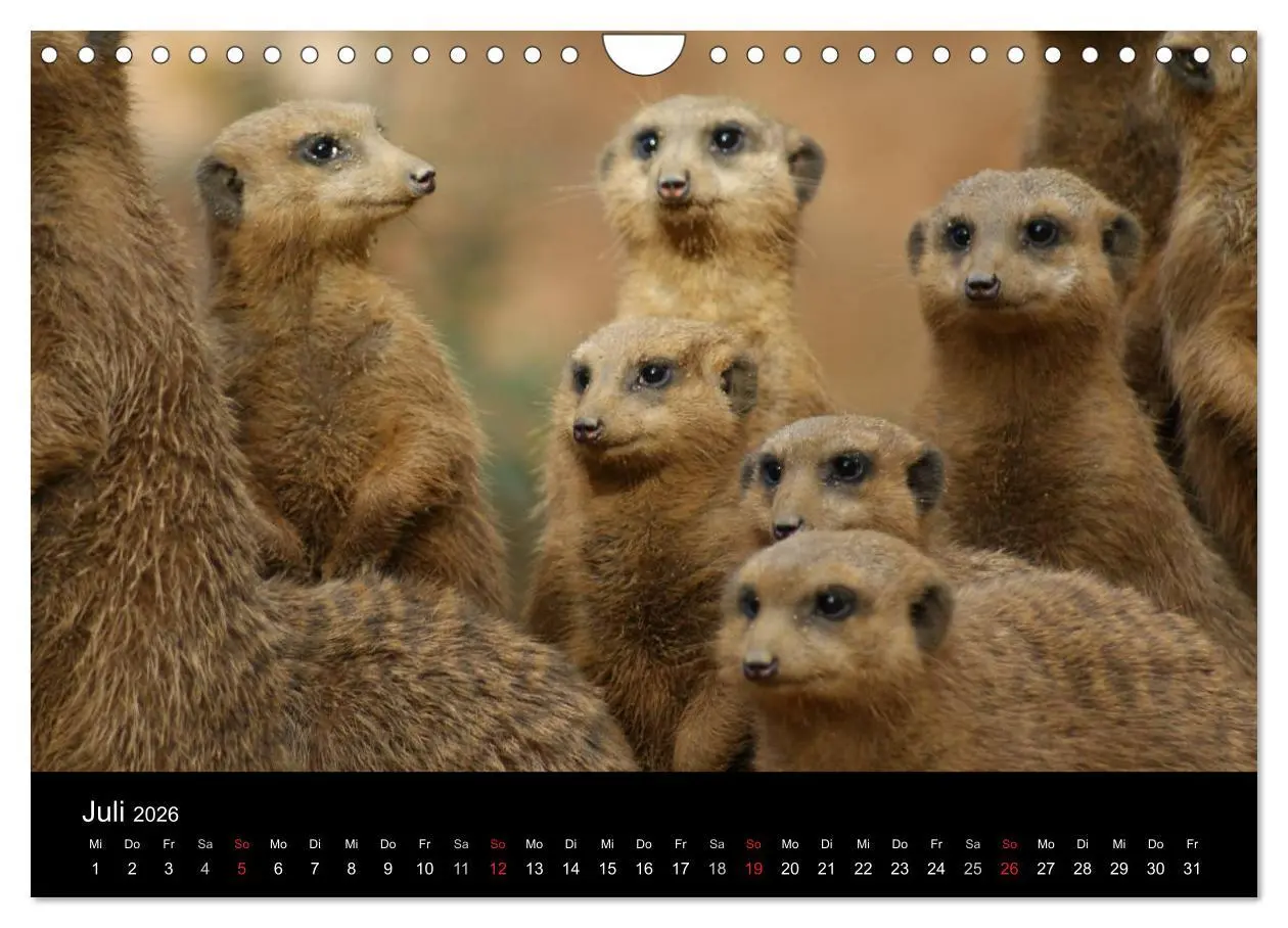 Bild: 9783516236316 | Erdmännchen - Zusammen sind wir stark (Wandkalender 2026 DIN A4...