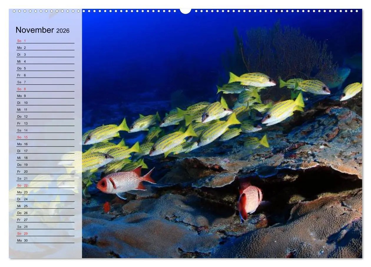 Bild: 9783457996416 | Paradiese im ewigen Blau. Die bunte Unterwasserwelt (Wandkalender...