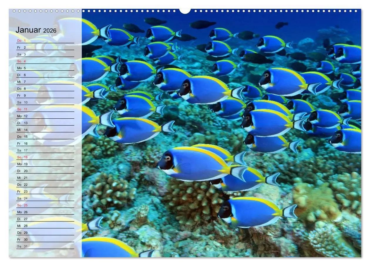 Bild: 9783457996416 | Paradiese im ewigen Blau. Die bunte Unterwasserwelt (Wandkalender...
