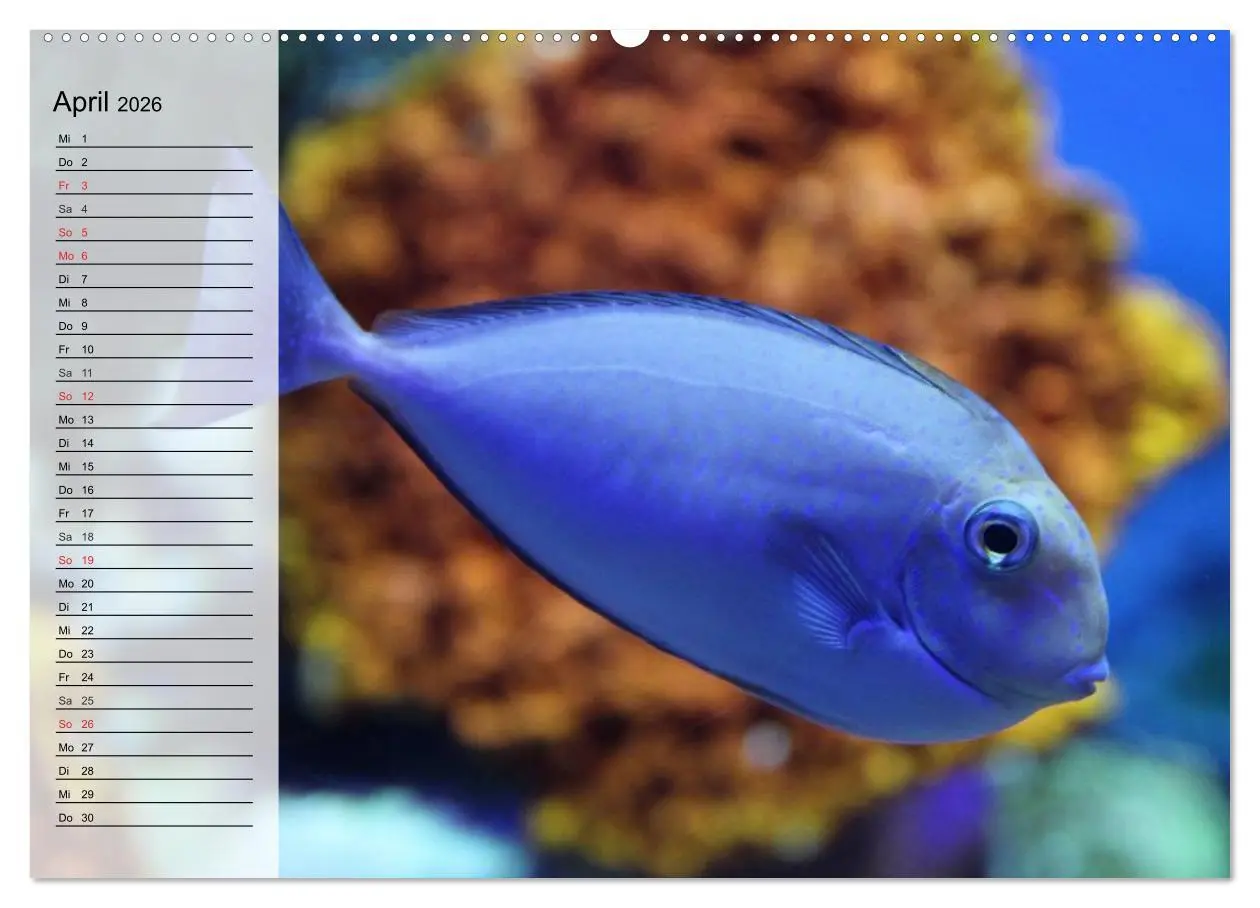 Bild: 9783457996416 | Paradiese im ewigen Blau. Die bunte Unterwasserwelt (Wandkalender...