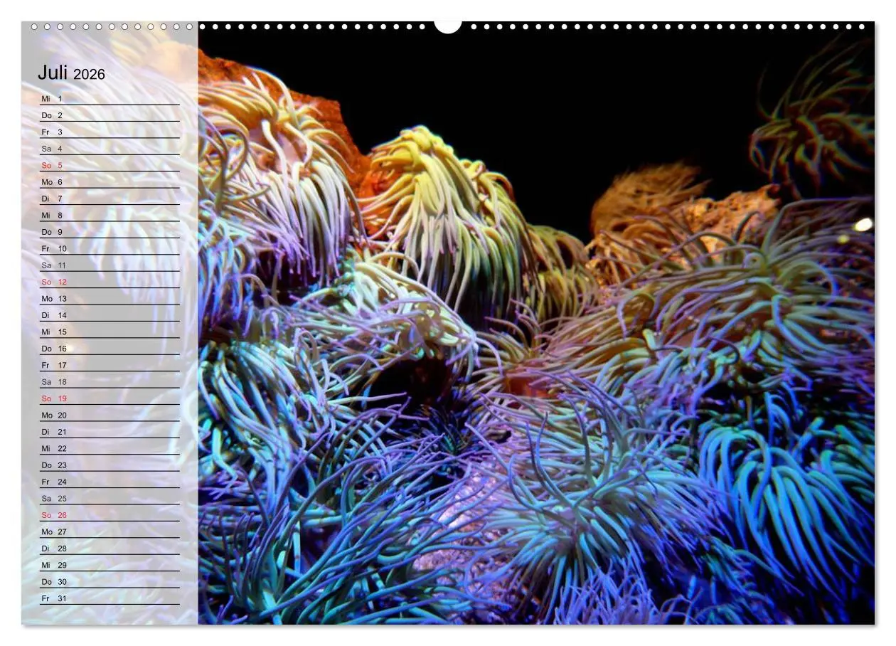 Bild: 9783457996416 | Paradiese im ewigen Blau. Die bunte Unterwasserwelt (Wandkalender...