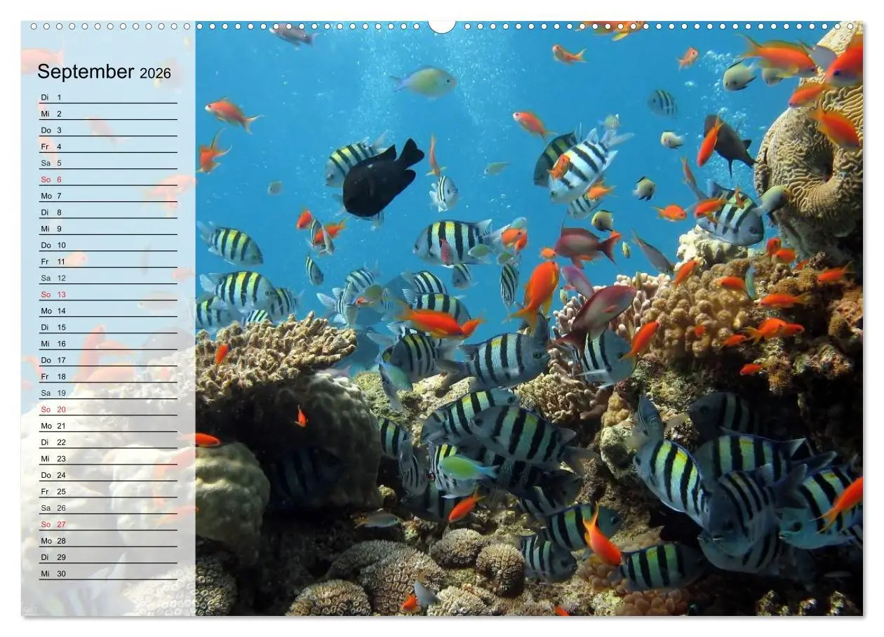 Bild: 9783457996416 | Paradiese im ewigen Blau. Die bunte Unterwasserwelt (Wandkalender...