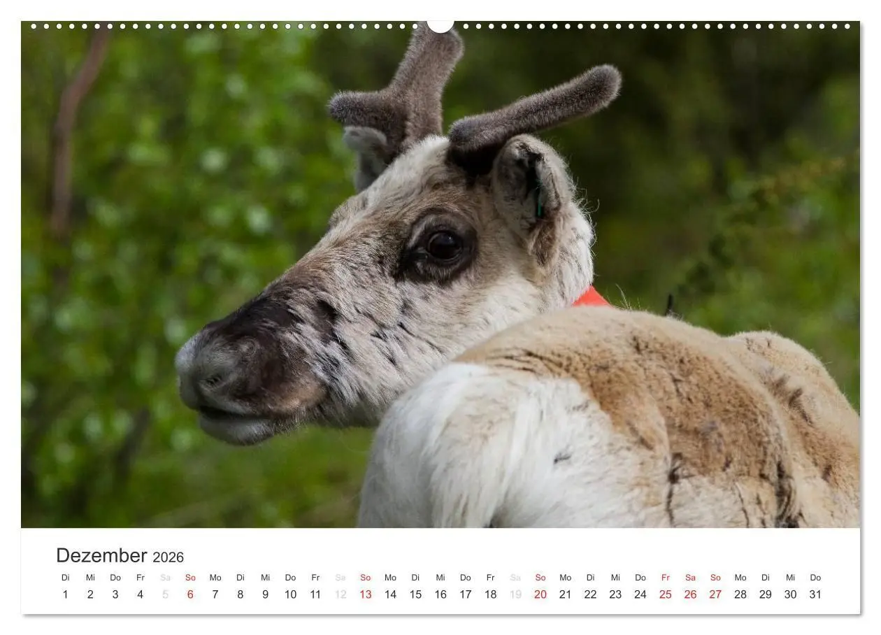 Bild: 9783516076516 | Naturparadies Finnland (hochwertiger Premium Wandkalender 2026 DIN...