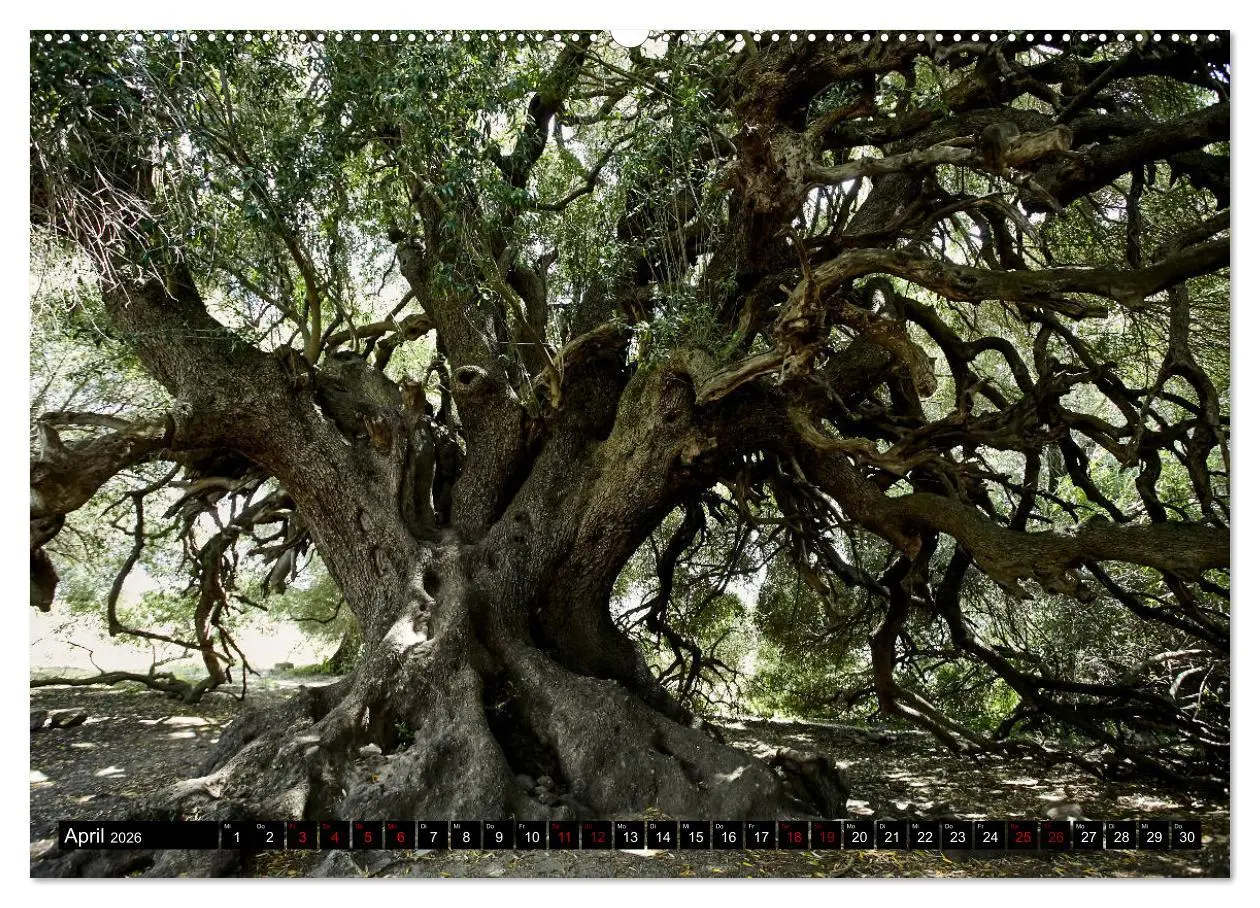 Bild: 9783457806616 | Sardinien - Der Norden (Wandkalender 2026 DIN A2 quer), CALVENDO...