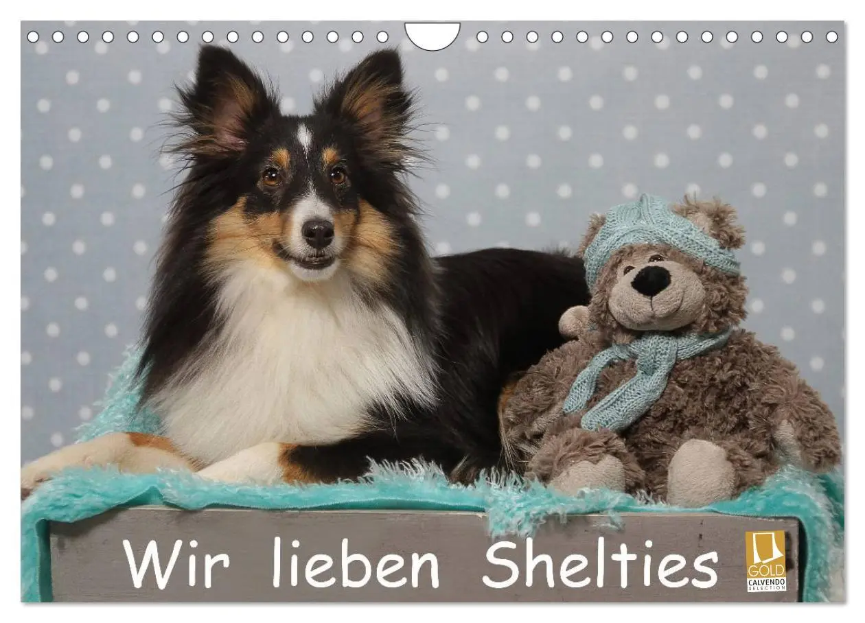 Cover: 9783516056716 | Wir lieben Shelties (Wandkalender 2026 DIN A4 quer), CALVENDO...