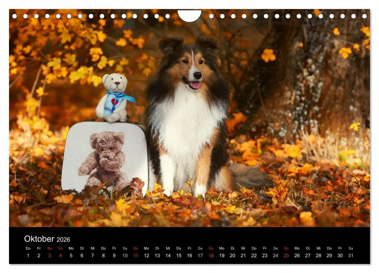 Bild: 9783516056716 | Wir lieben Shelties (Wandkalender 2026 DIN A4 quer), CALVENDO...