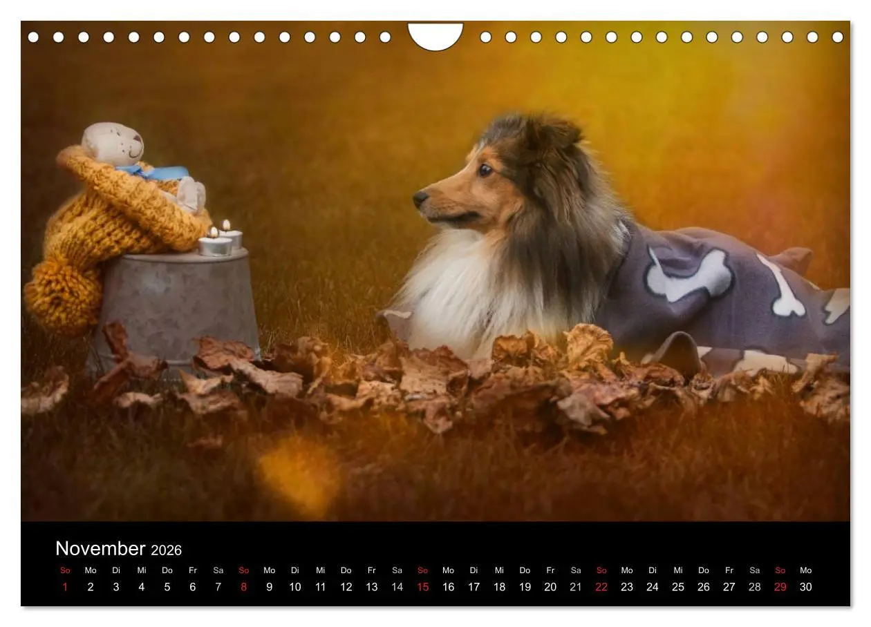 Bild: 9783516056716 | Wir lieben Shelties (Wandkalender 2026 DIN A4 quer), CALVENDO...