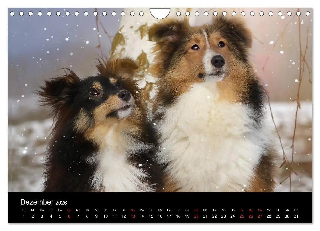 Bild: 9783516056716 | Wir lieben Shelties (Wandkalender 2026 DIN A4 quer), CALVENDO...