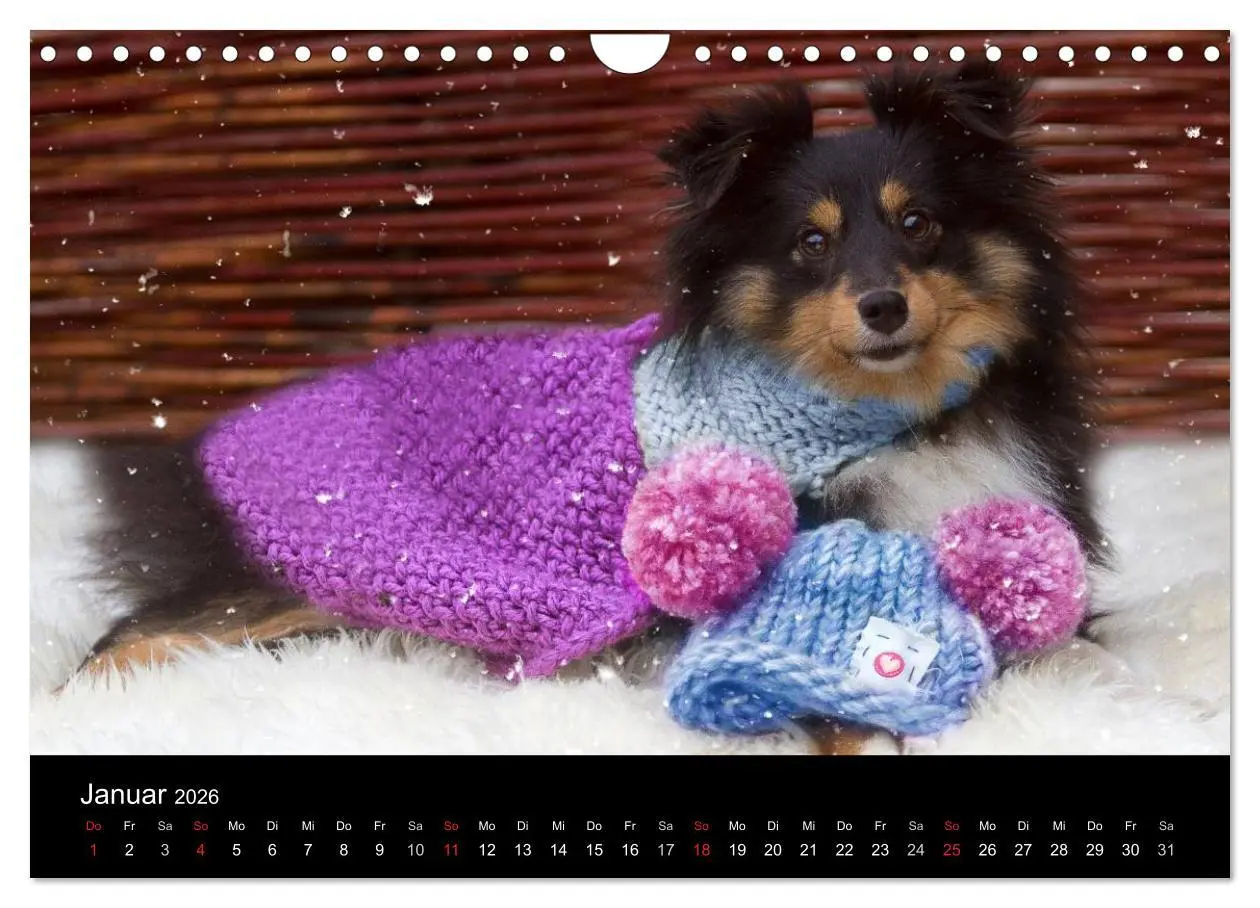 Bild: 9783516056716 | Wir lieben Shelties (Wandkalender 2026 DIN A4 quer), CALVENDO...