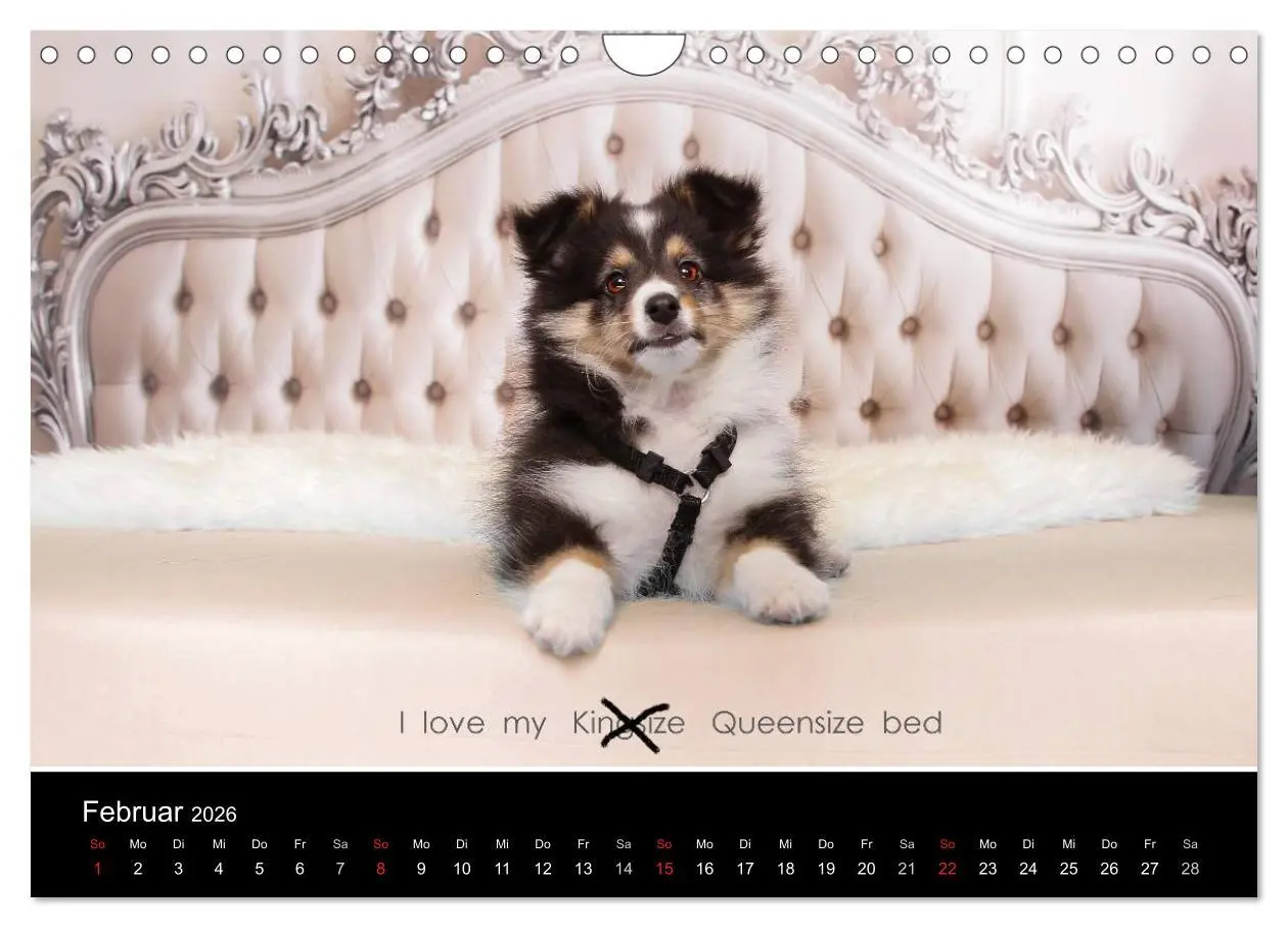 Bild: 9783516056716 | Wir lieben Shelties (Wandkalender 2026 DIN A4 quer), CALVENDO...