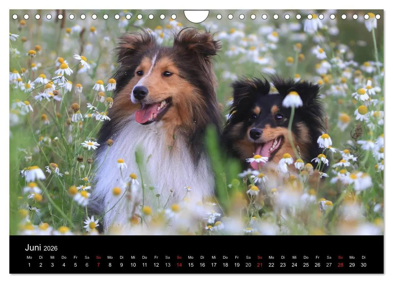 Bild: 9783516056716 | Wir lieben Shelties (Wandkalender 2026 DIN A4 quer), CALVENDO...