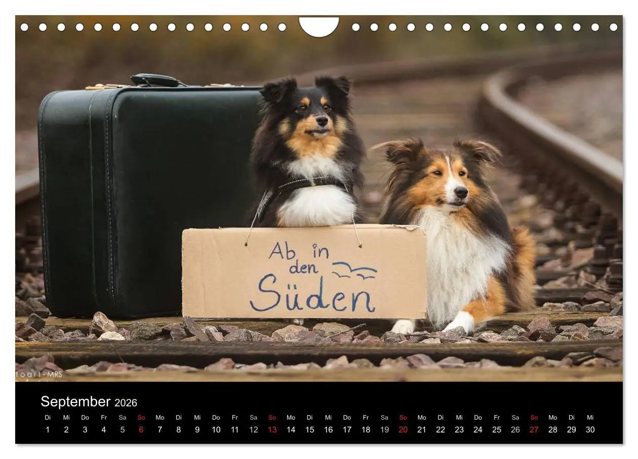 Bild: 9783516056716 | Wir lieben Shelties (Wandkalender 2026 DIN A4 quer), CALVENDO...