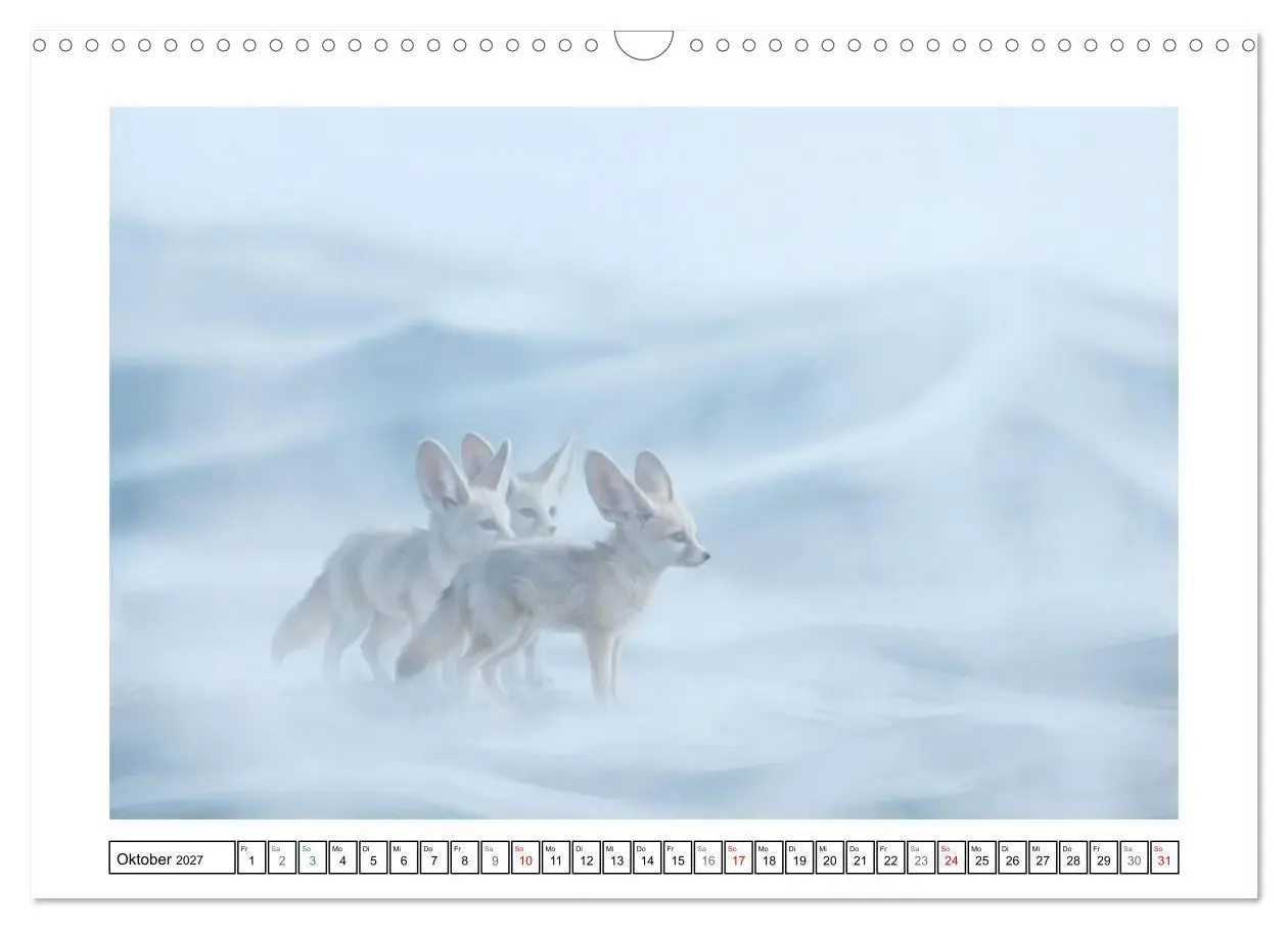 Bild: 9783516816716 | Fenneks - Neugierige Momente in der Wüste (Wandkalender 2027 DIN A3...