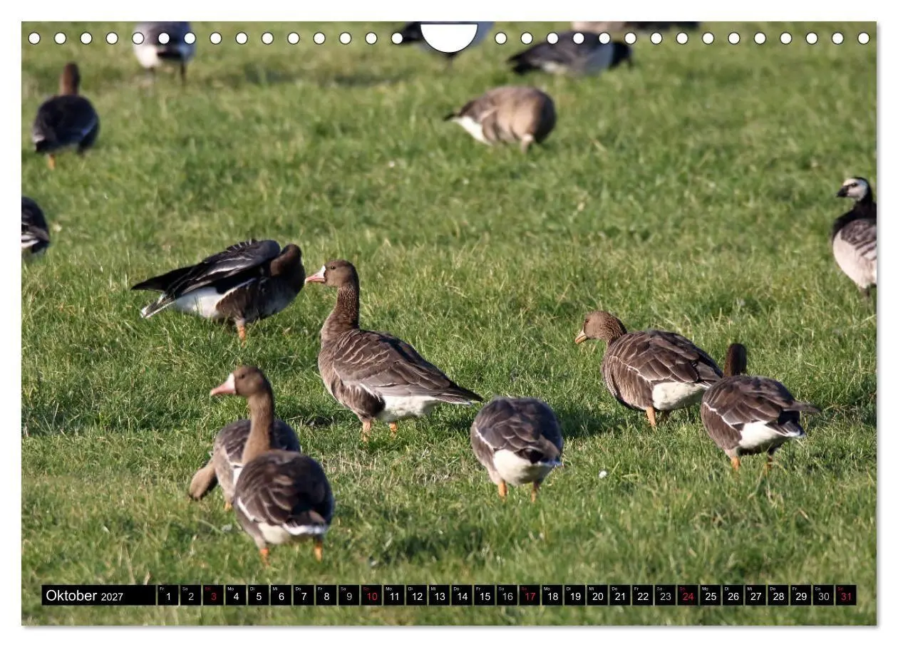 Bild: 9783569797116 | Gefiederte Schönheiten - Wildgänse in Norddeutschland (Wandkalender...