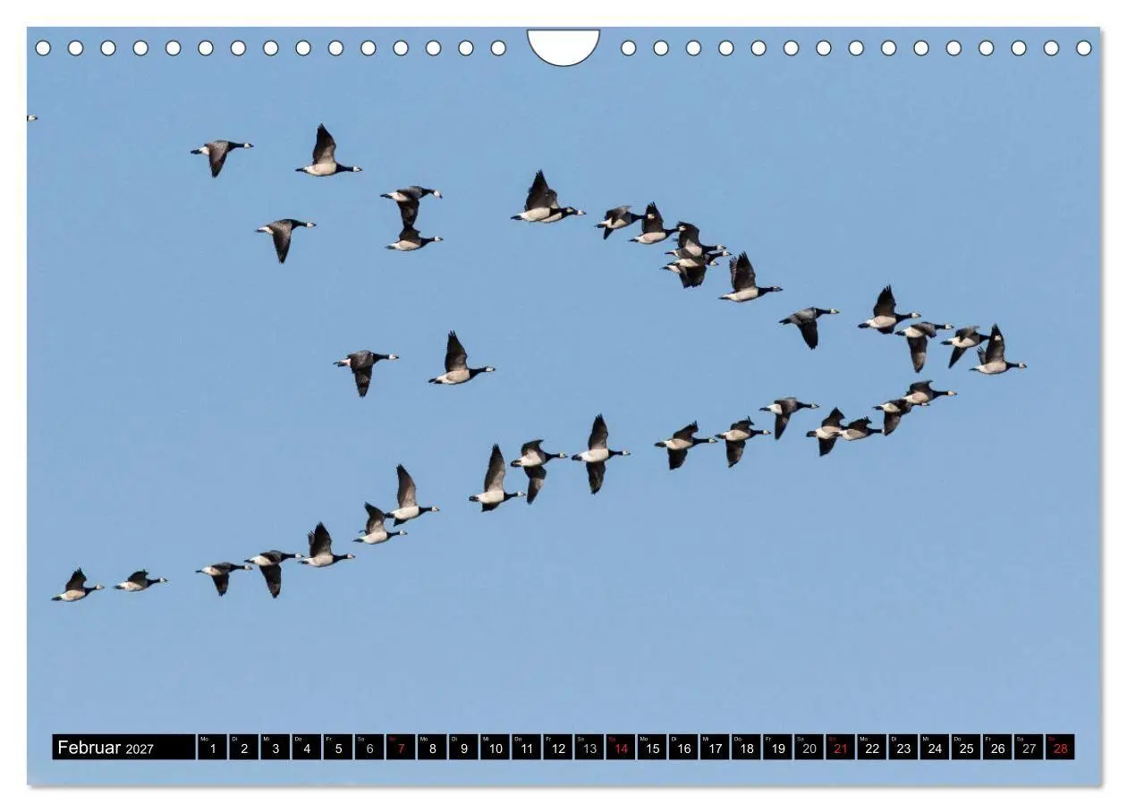 Bild: 9783569797116 | Gefiederte Schönheiten - Wildgänse in Norddeutschland (Wandkalender...