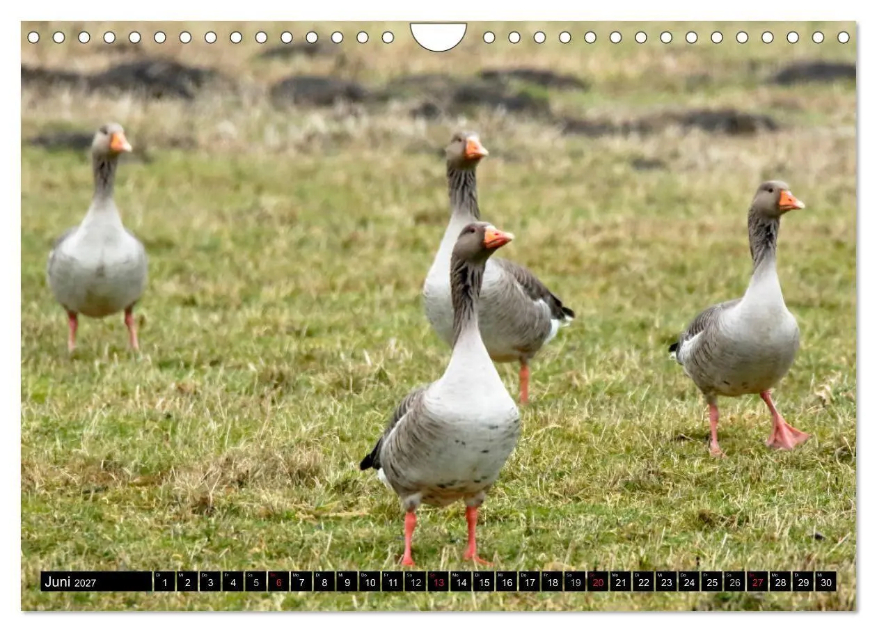 Bild: 9783569797116 | Gefiederte Schönheiten - Wildgänse in Norddeutschland (Wandkalender...