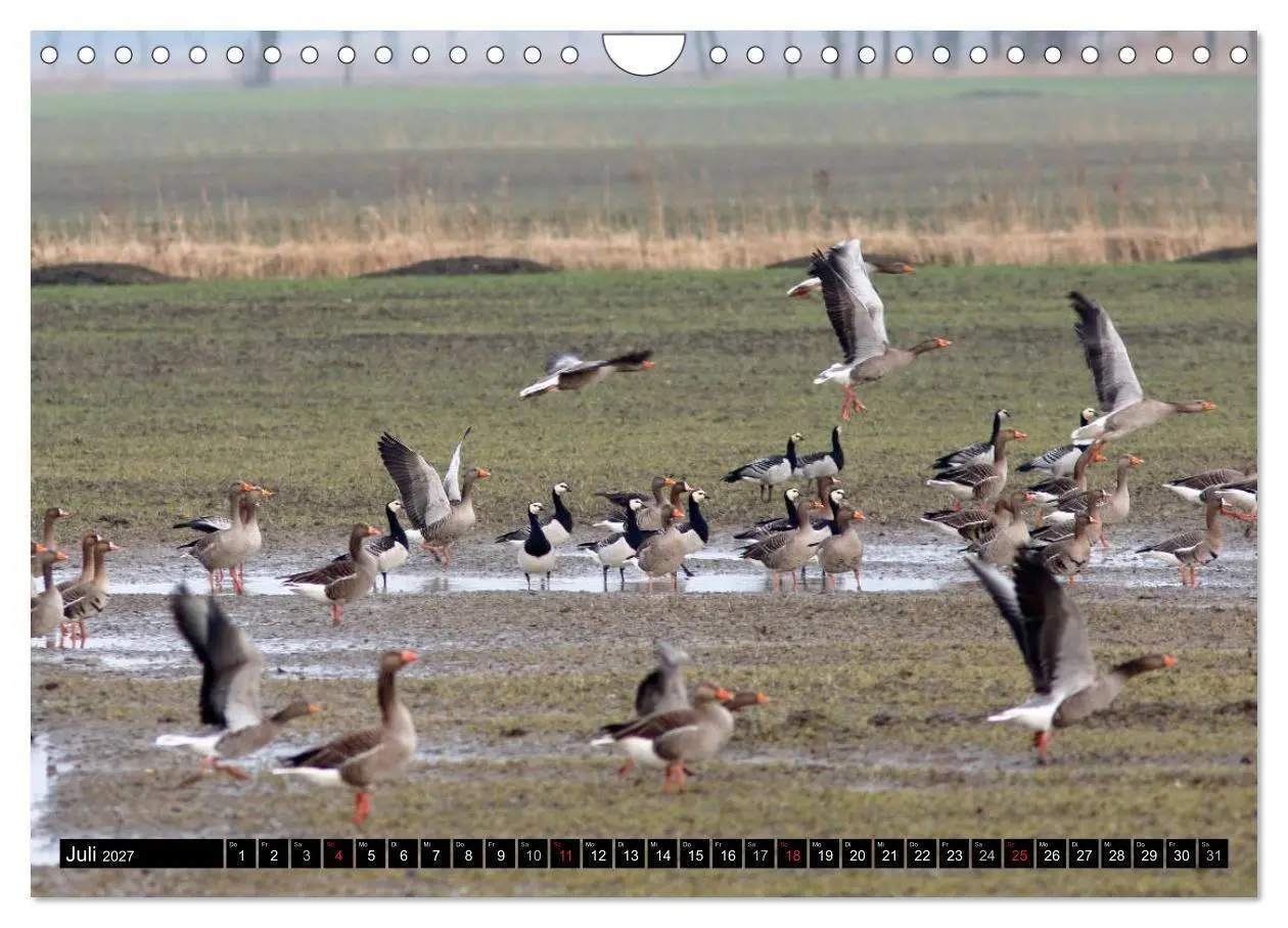 Bild: 9783569797116 | Gefiederte Schönheiten - Wildgänse in Norddeutschland (Wandkalender...