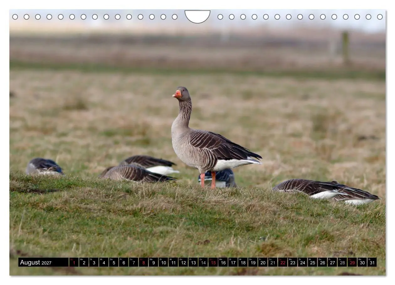 Bild: 9783569797116 | Gefiederte Schönheiten - Wildgänse in Norddeutschland (Wandkalender...