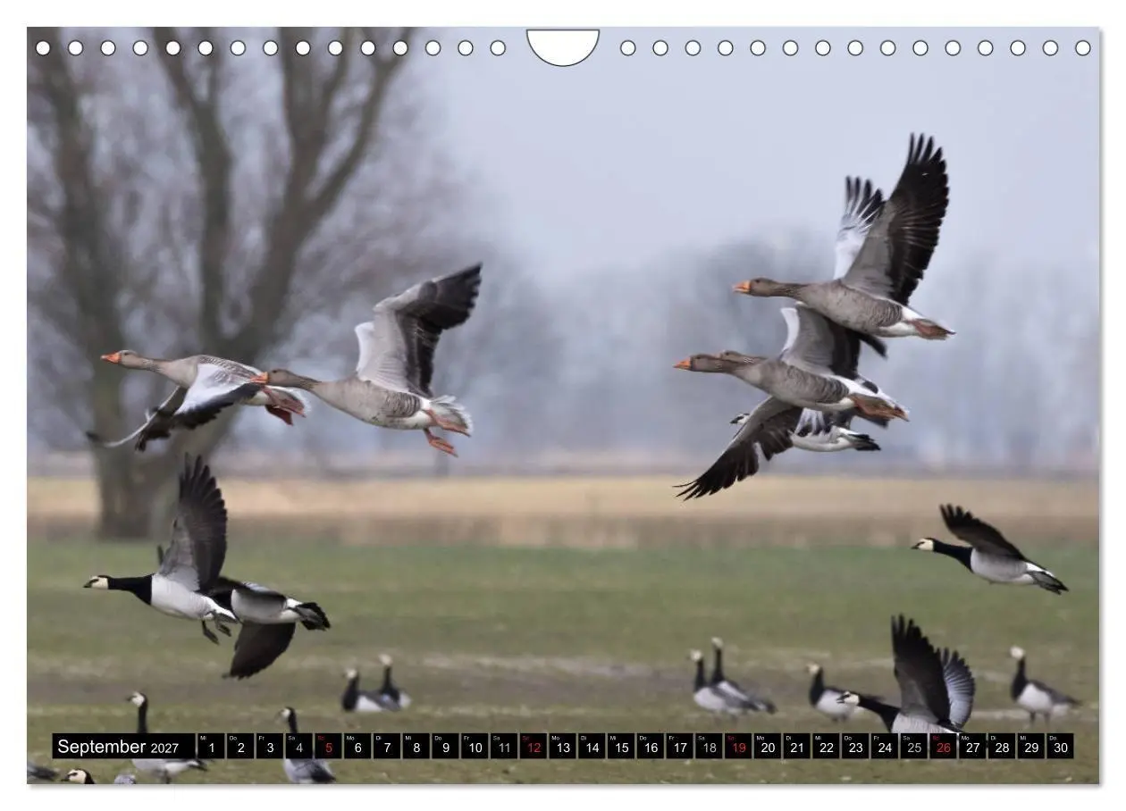 Bild: 9783569797116 | Gefiederte Schönheiten - Wildgänse in Norddeutschland (Wandkalender...