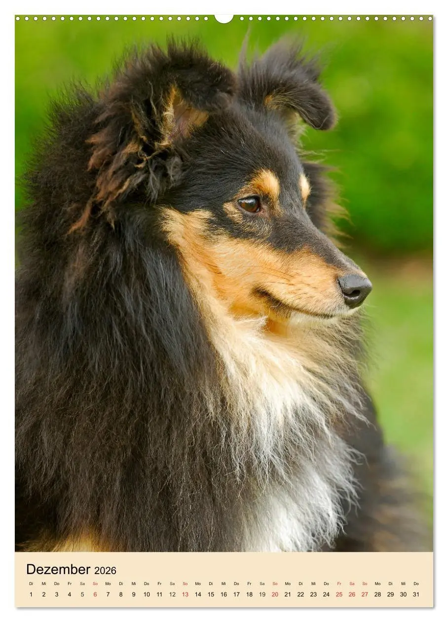 Bild: 9783516387216 | Sheltie - Wirbelwind auf 4 Pfoten (hochwertiger Premium...