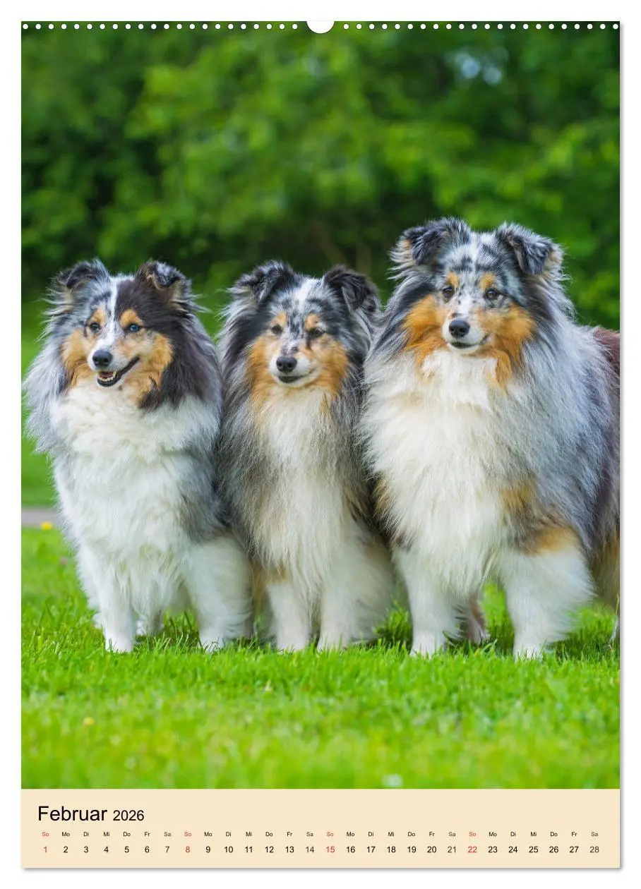 Bild: 9783516387216 | Sheltie - Wirbelwind auf 4 Pfoten (hochwertiger Premium...