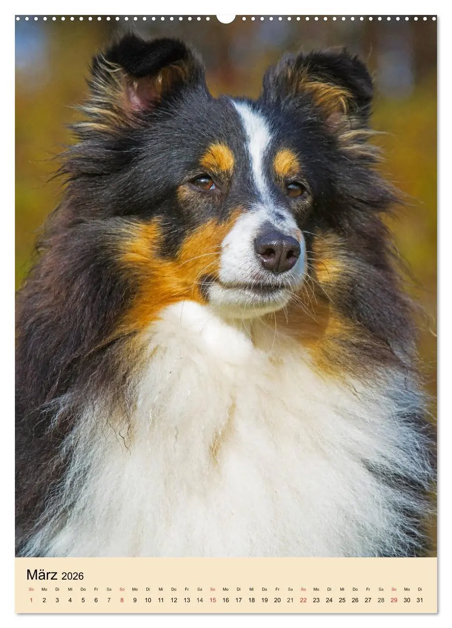 Bild: 9783516387216 | Sheltie - Wirbelwind auf 4 Pfoten (hochwertiger Premium...