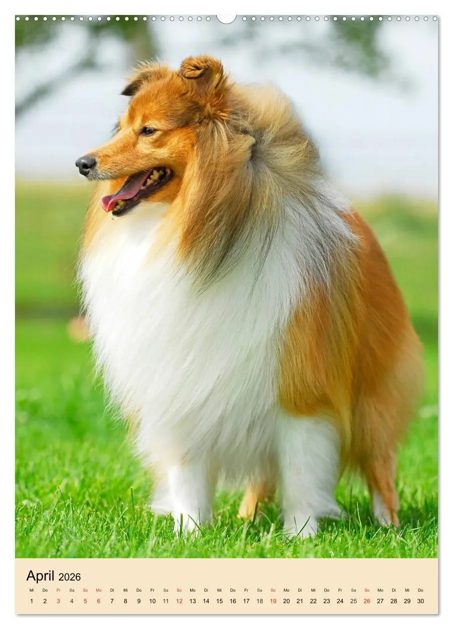 Bild: 9783516387216 | Sheltie - Wirbelwind auf 4 Pfoten (hochwertiger Premium...