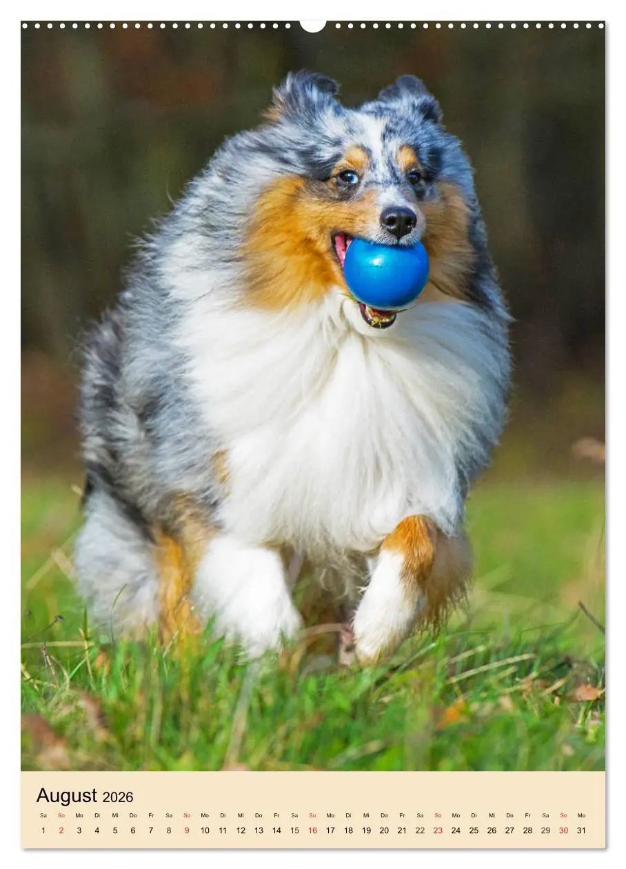 Bild: 9783516387216 | Sheltie - Wirbelwind auf 4 Pfoten (hochwertiger Premium...