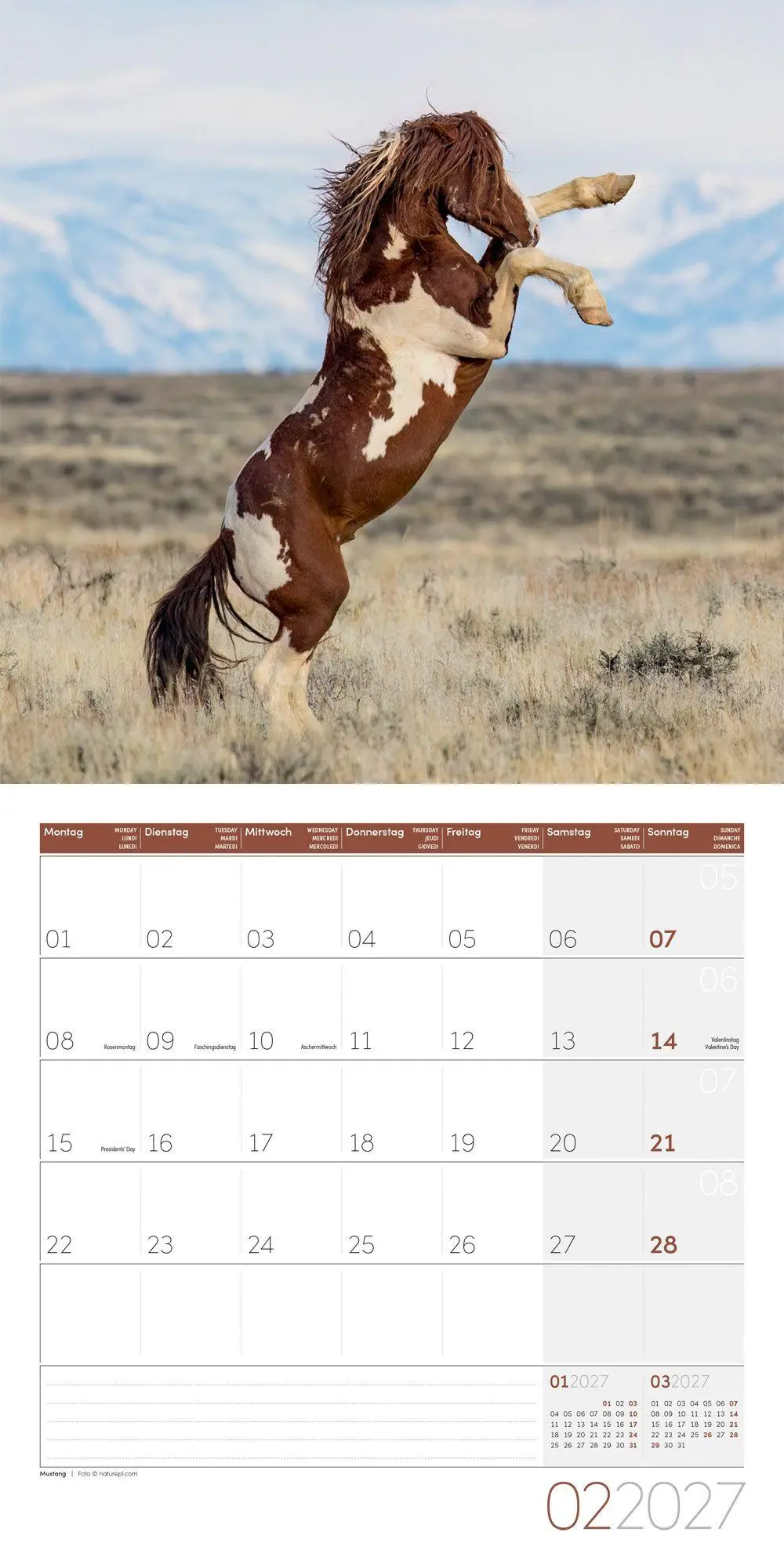 Bild: 9783838447216 | Pferde Kalender 2027 - 30x30 - Art12 | Ackermann Kunstverlag GmbH