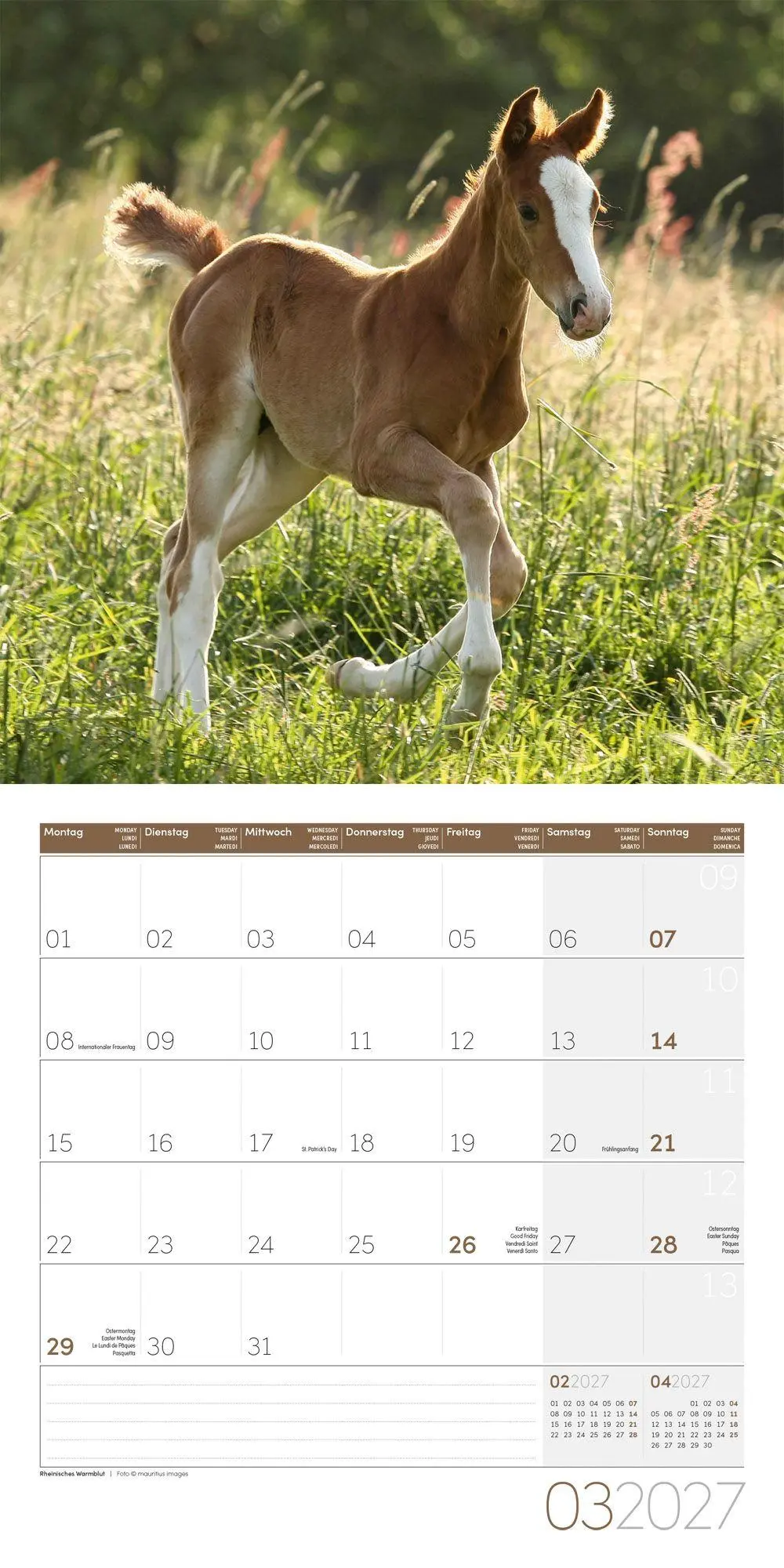 Bild: 9783838447216 | Pferde Kalender 2027 - 30x30 - Art12 | Ackermann Kunstverlag GmbH