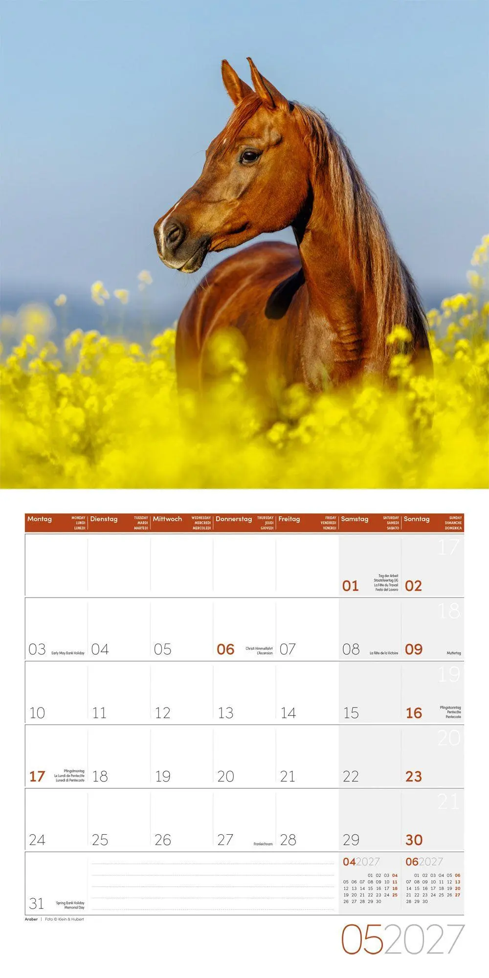 Bild: 9783838447216 | Pferde Kalender 2027 - 30x30 - Art12 | Ackermann Kunstverlag GmbH