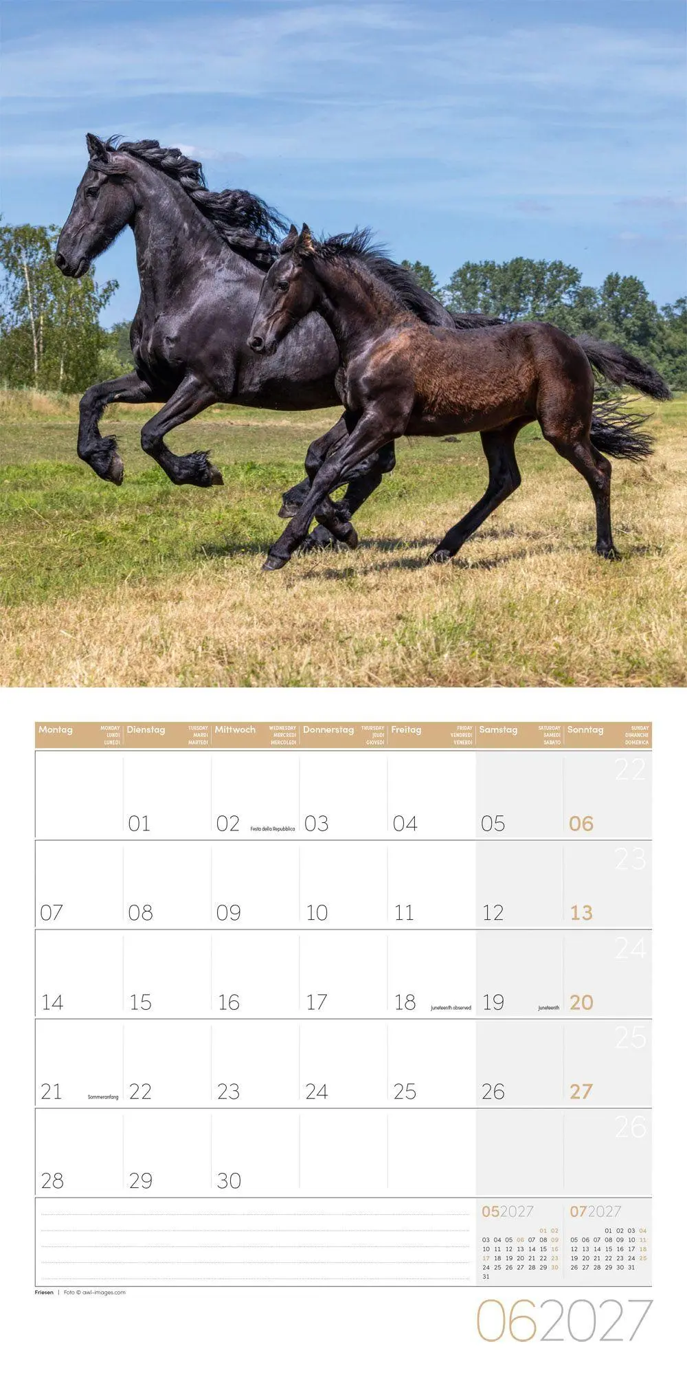 Bild: 9783838447216 | Pferde Kalender 2027 - 30x30 - Art12 | Ackermann Kunstverlag GmbH