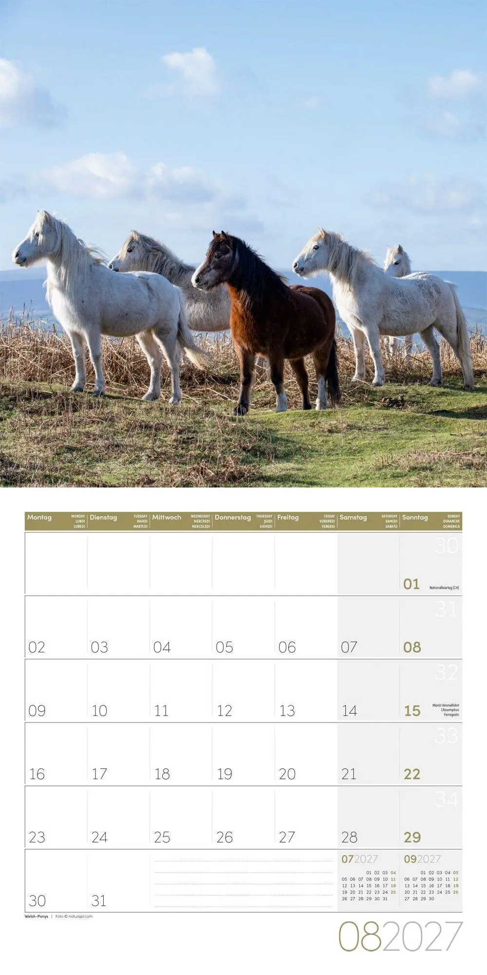 Bild: 9783838447216 | Pferde Kalender 2027 - 30x30 - Art12 | Ackermann Kunstverlag GmbH