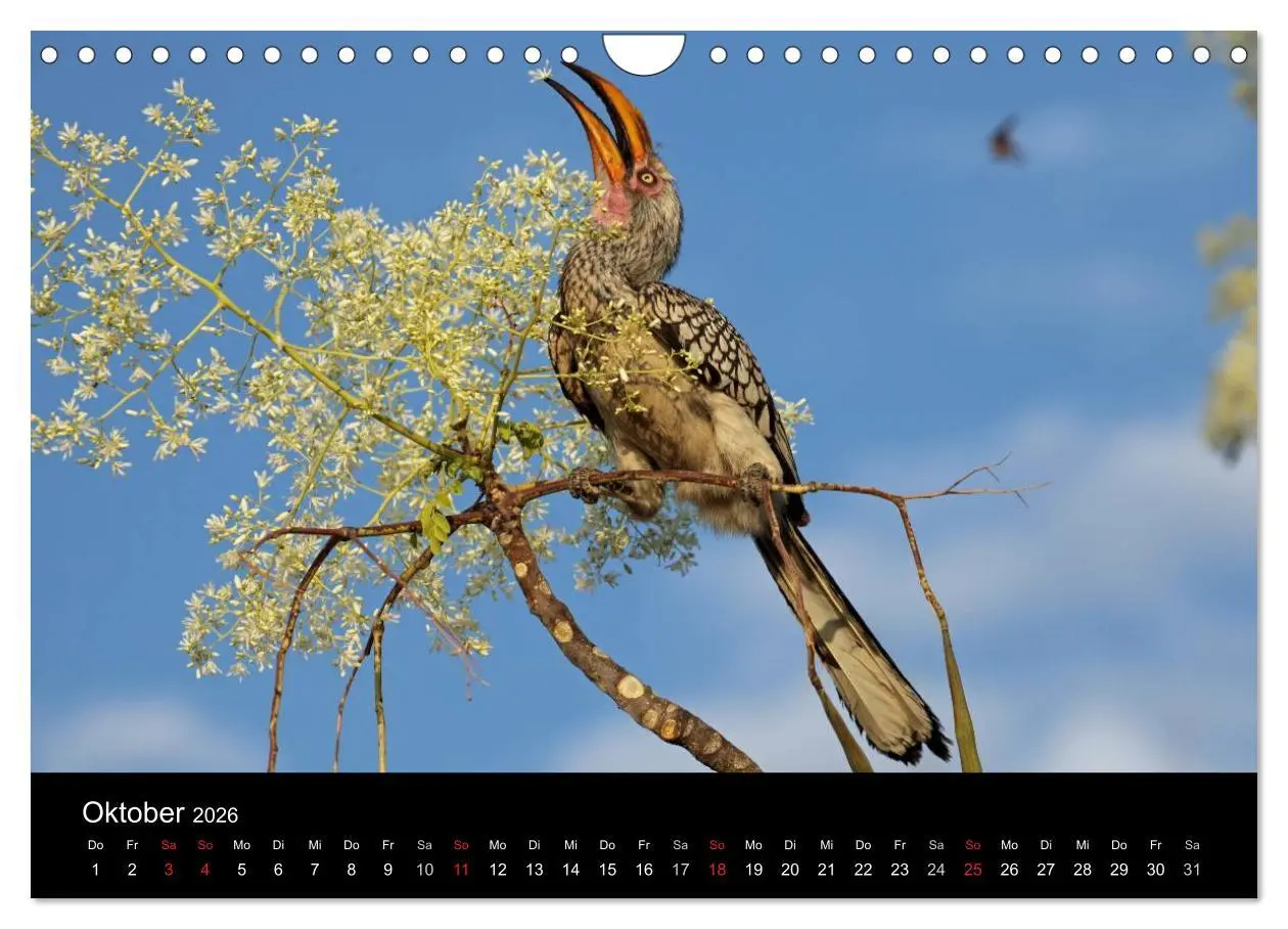 Bild: 9783516207316 | Eindrücke aus Namibia (Wandkalender 2026 DIN A4 quer), CALVENDO...
