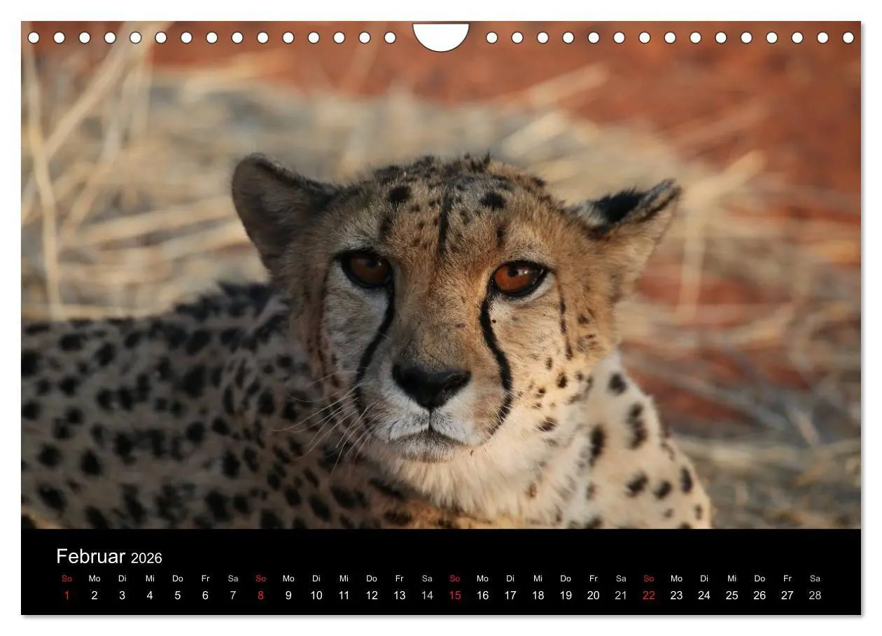 Bild: 9783516207316 | Eindrücke aus Namibia (Wandkalender 2026 DIN A4 quer), CALVENDO...