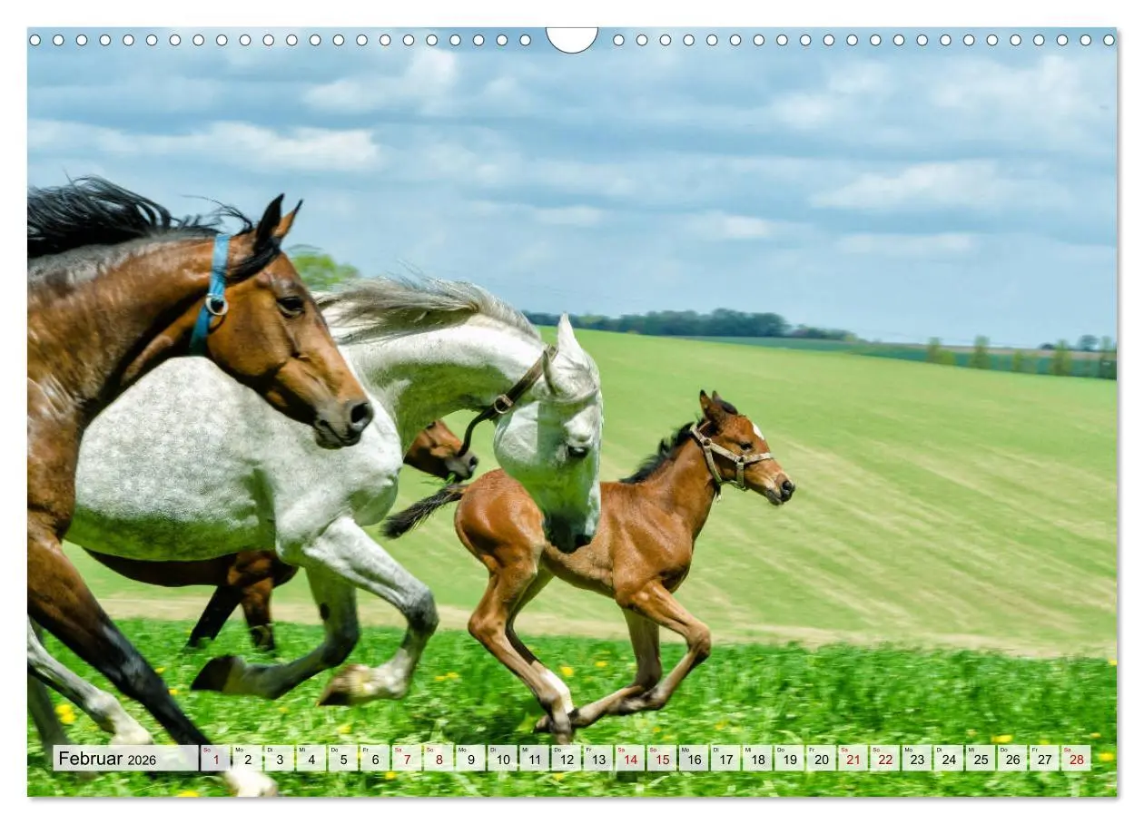 Bild: 9783457707616 | Edle Pferde - ausgelassen und unbeschwert (Wandkalender 2026 DIN A3...
