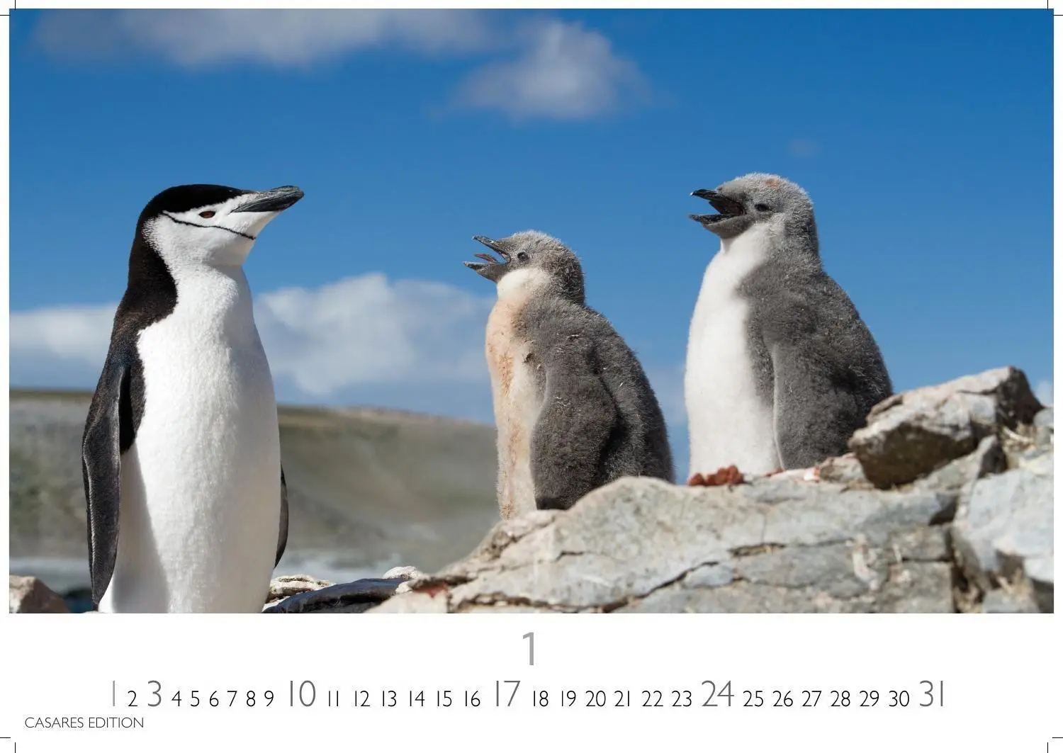 Bild: 9781835247716 | Pinguine Kalender 2027 - Wandkalender Fotokalender Tierkalender...