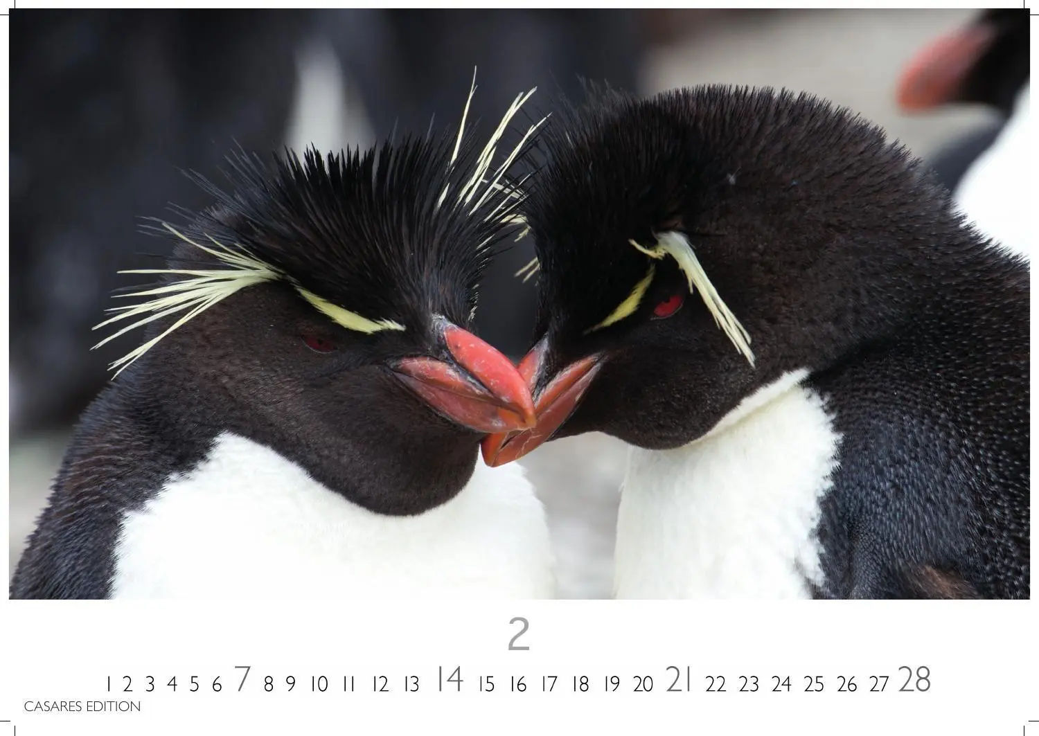 Bild: 9781835247716 | Pinguine Kalender 2027 - Wandkalender Fotokalender Tierkalender...
