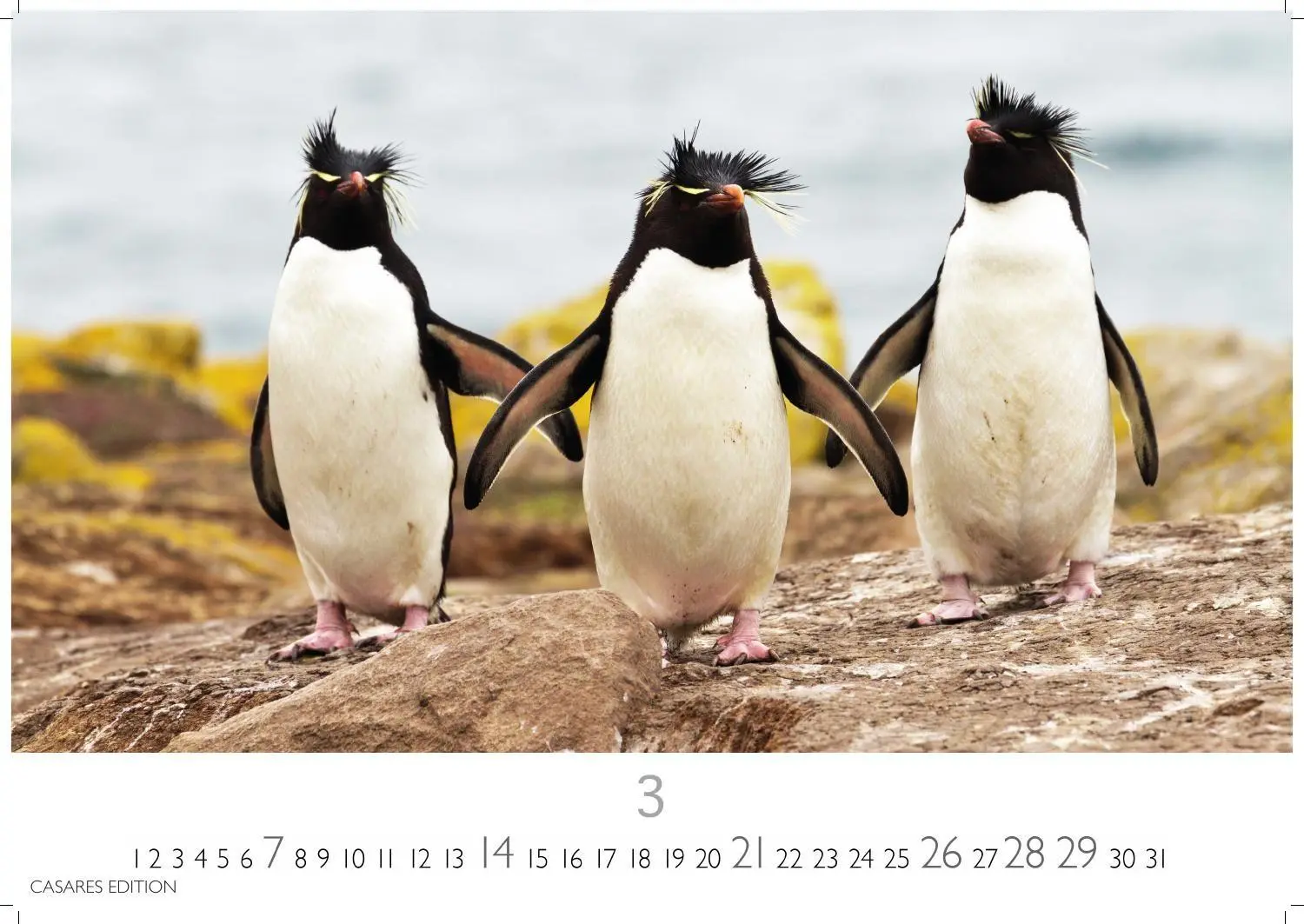 Bild: 9781835247716 | Pinguine Kalender 2027 - Wandkalender Fotokalender Tierkalender...