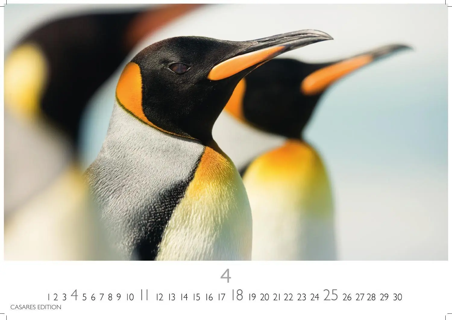 Bild: 9781835247716 | Pinguine Kalender 2027 - Wandkalender Fotokalender Tierkalender...