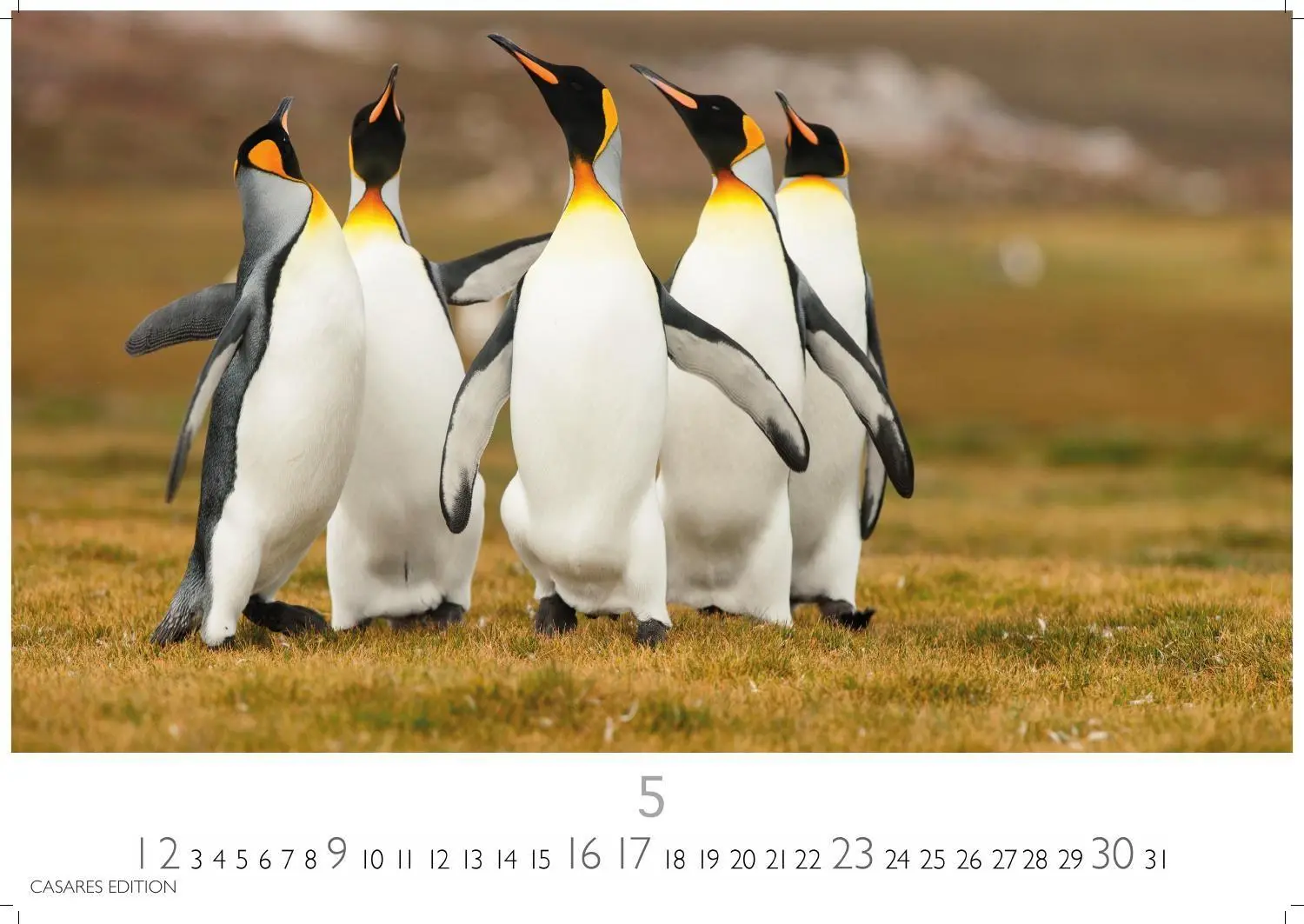 Bild: 9781835247716 | Pinguine Kalender 2027 - Wandkalender Fotokalender Tierkalender...