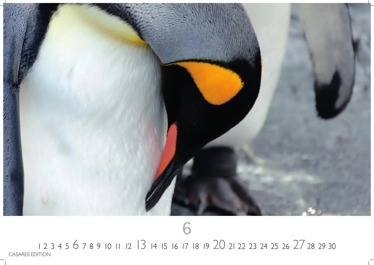 Bild: 9781835247716 | Pinguine Kalender 2027 - Wandkalender Fotokalender Tierkalender...