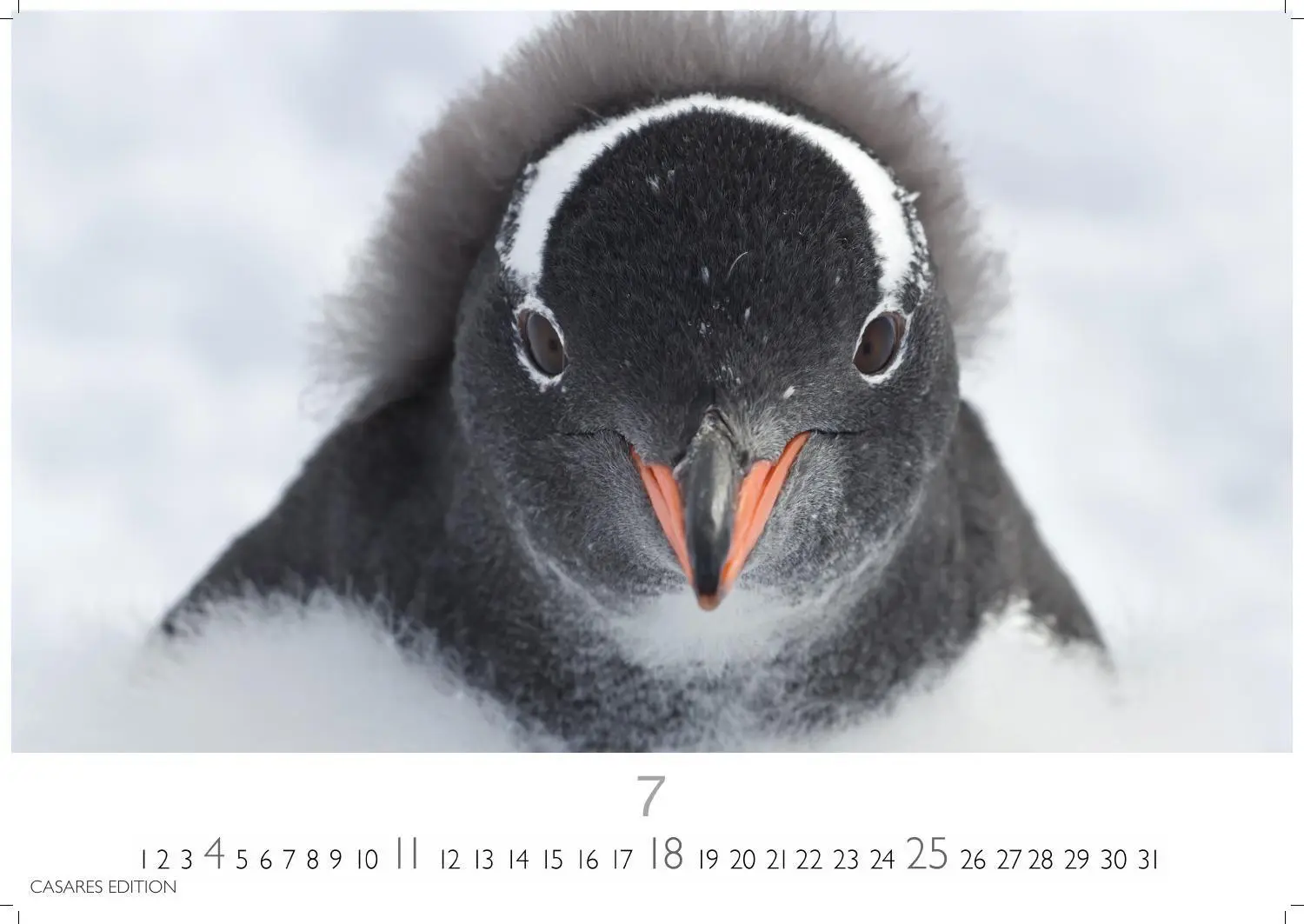 Bild: 9781835247716 | Pinguine Kalender 2027 - Wandkalender Fotokalender Tierkalender...
