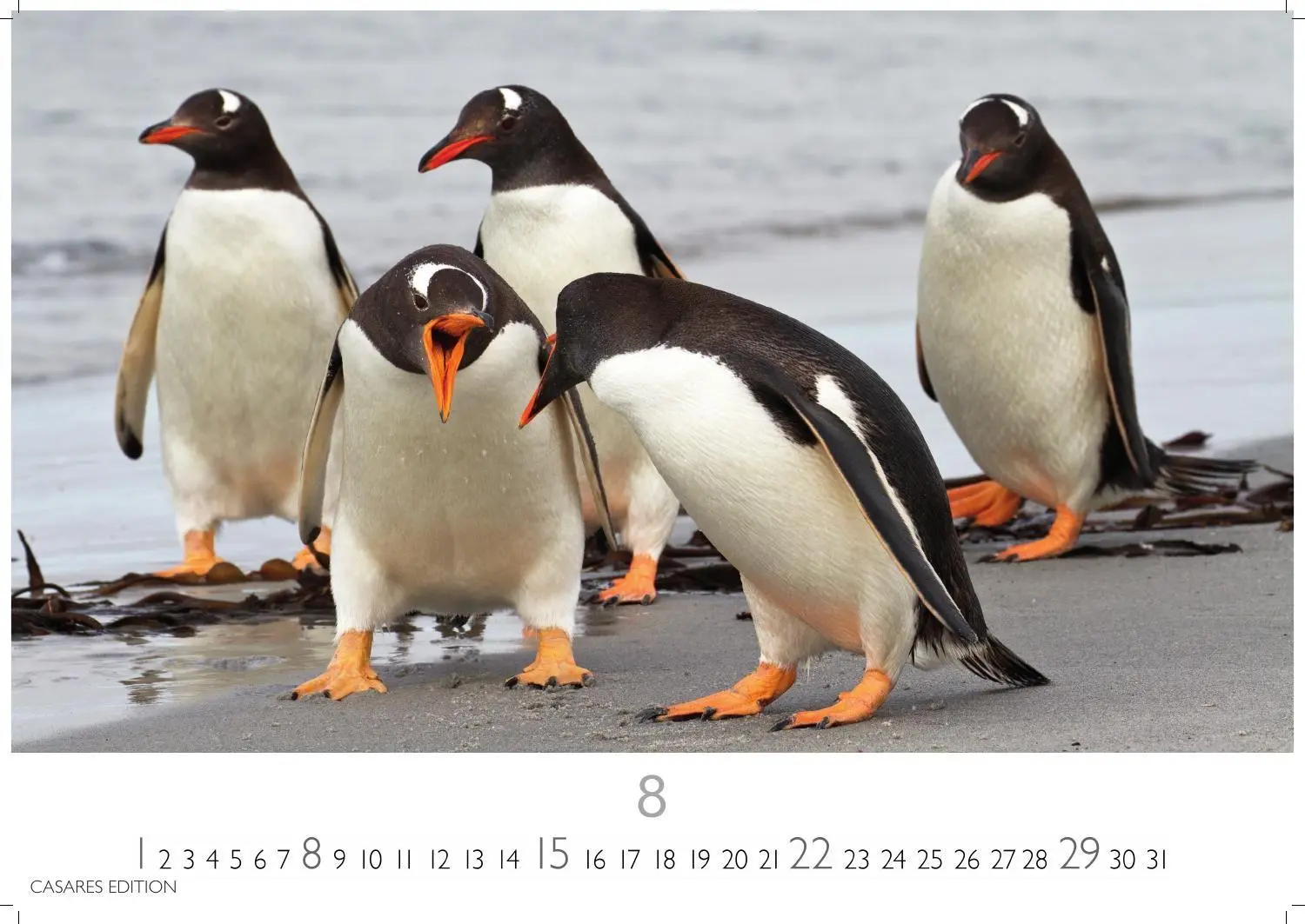 Bild: 9781835247716 | Pinguine Kalender 2027 - Wandkalender Fotokalender Tierkalender...