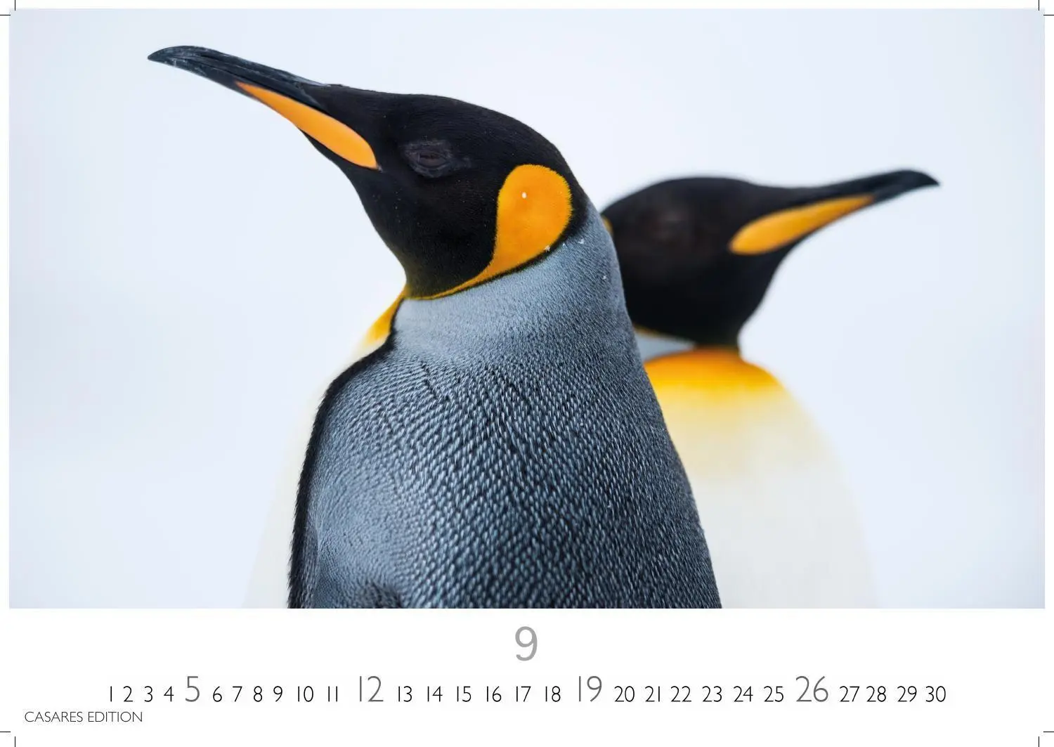 Bild: 9781835247716 | Pinguine Kalender 2027 - Wandkalender Fotokalender Tierkalender...